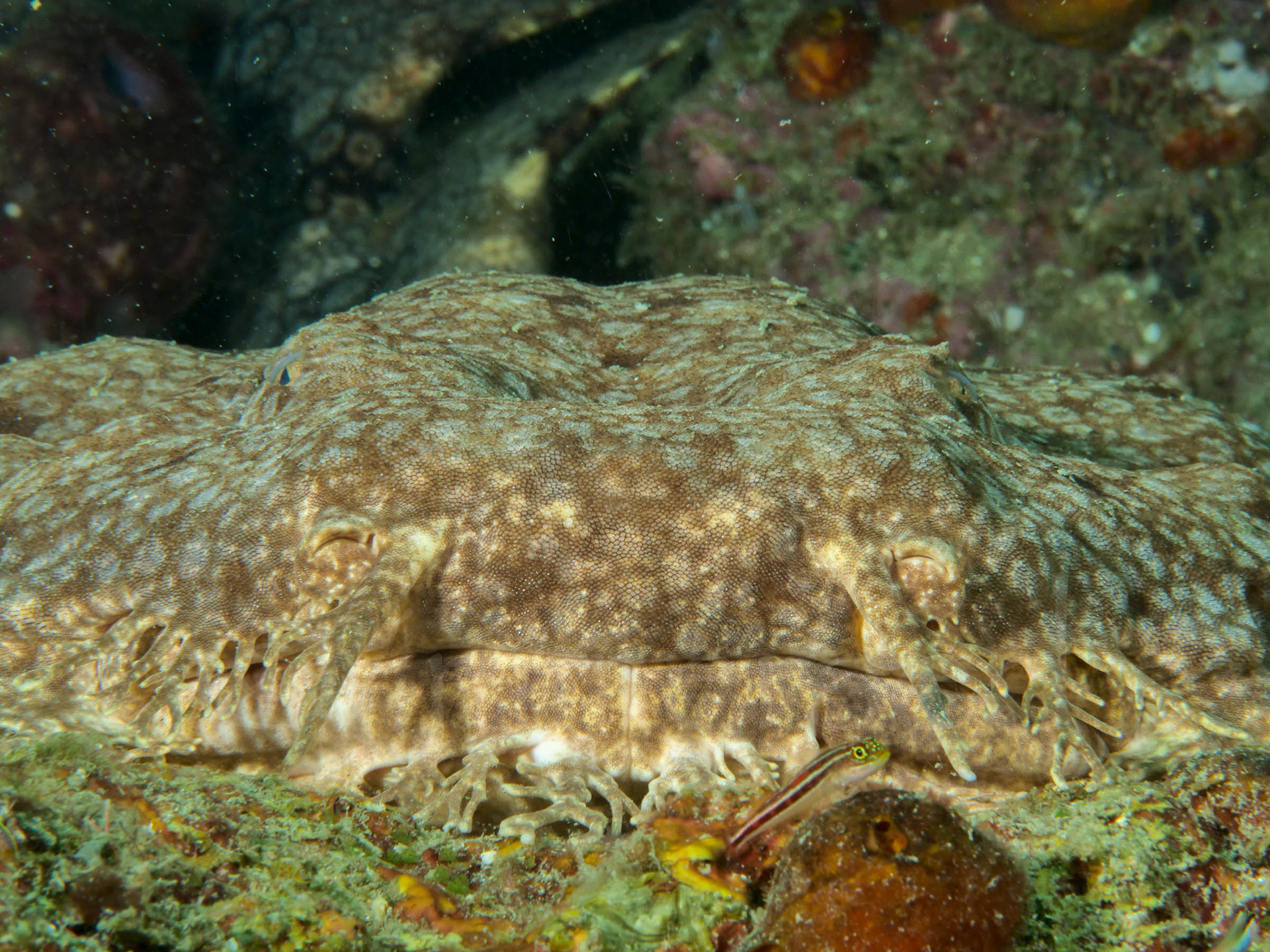 Wobbegong