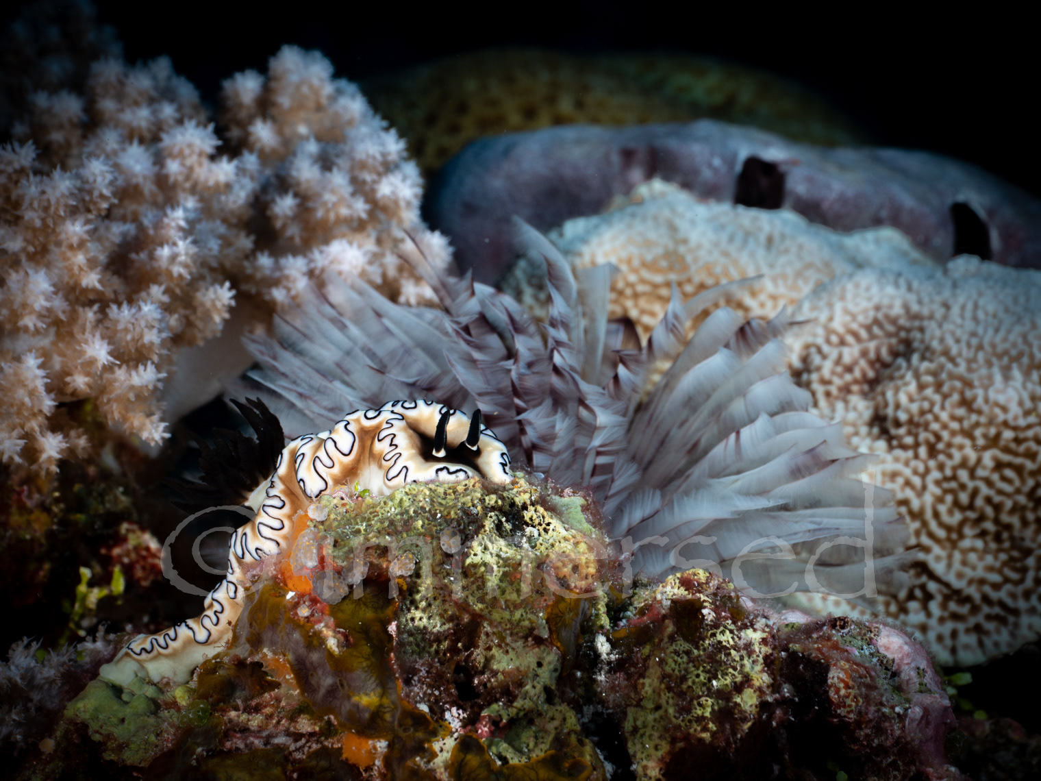 black-margined Glossodoris - Nil Desperandum