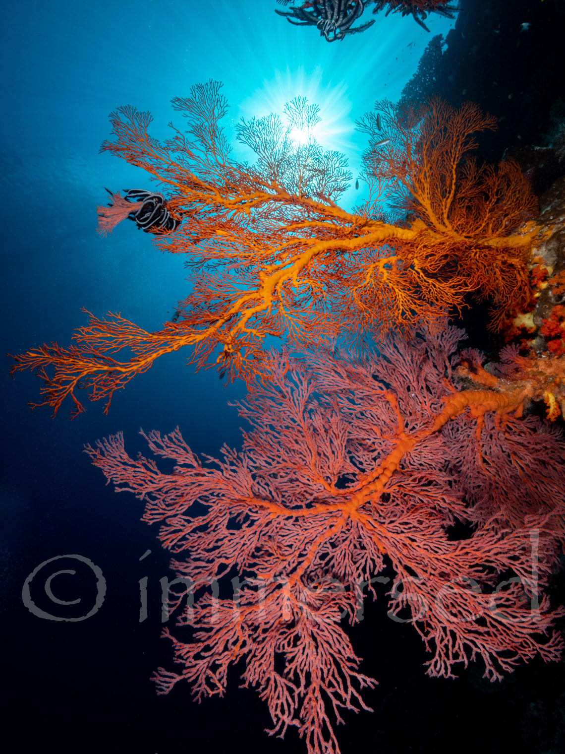 Fabs at Terming Sermata