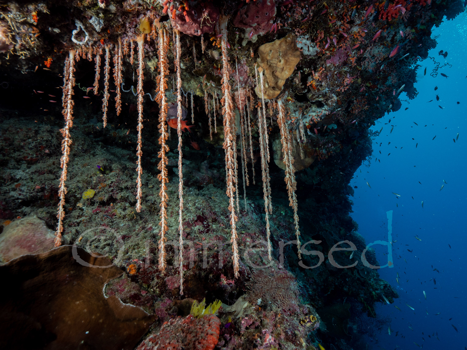 Soft corals at Meatrialam Island