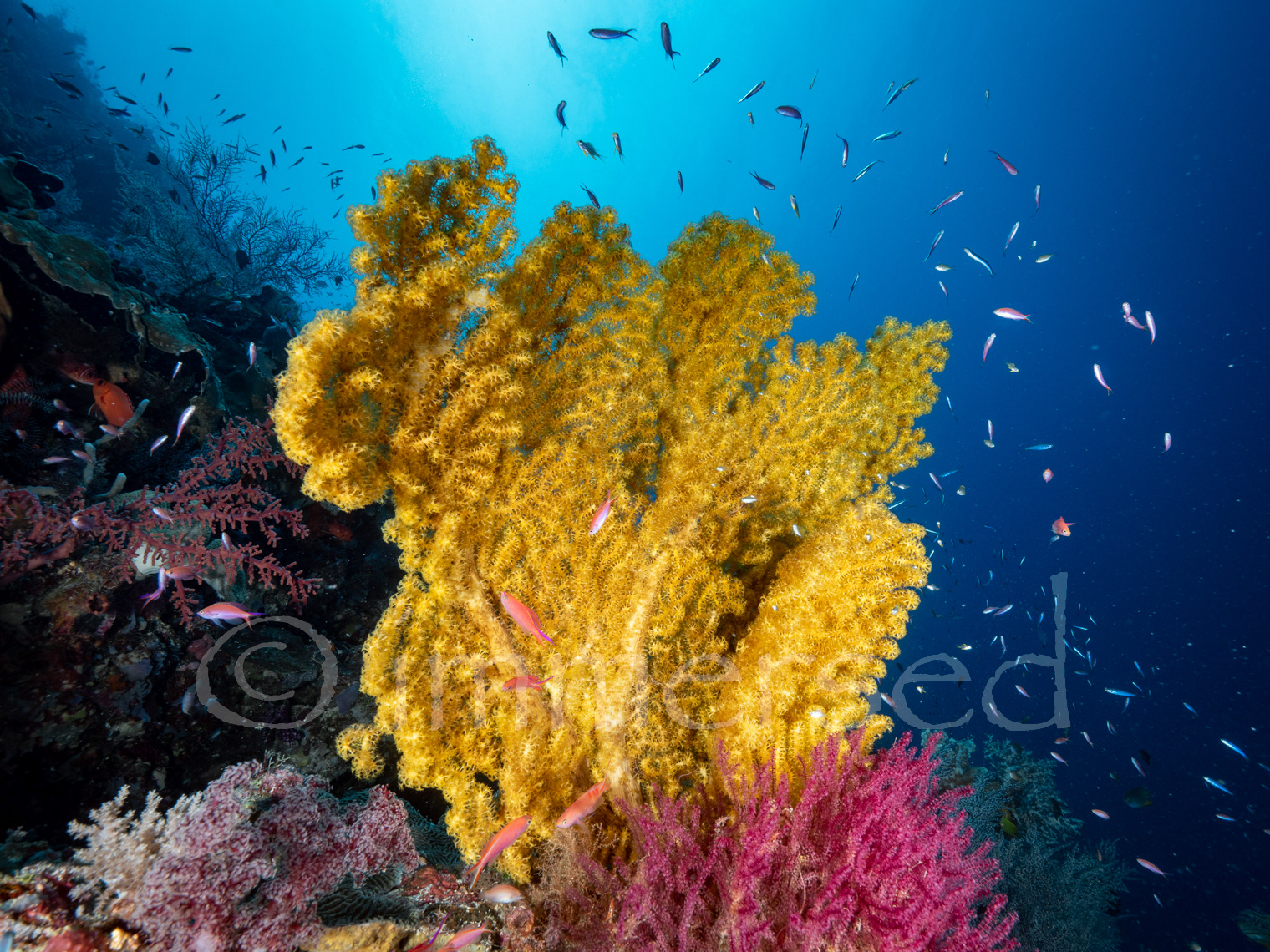 soft coral colours at Kalapa Island