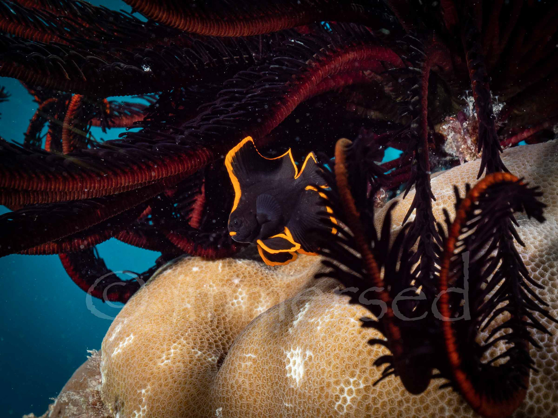 juvenile pinnate batfish - North Direction Island