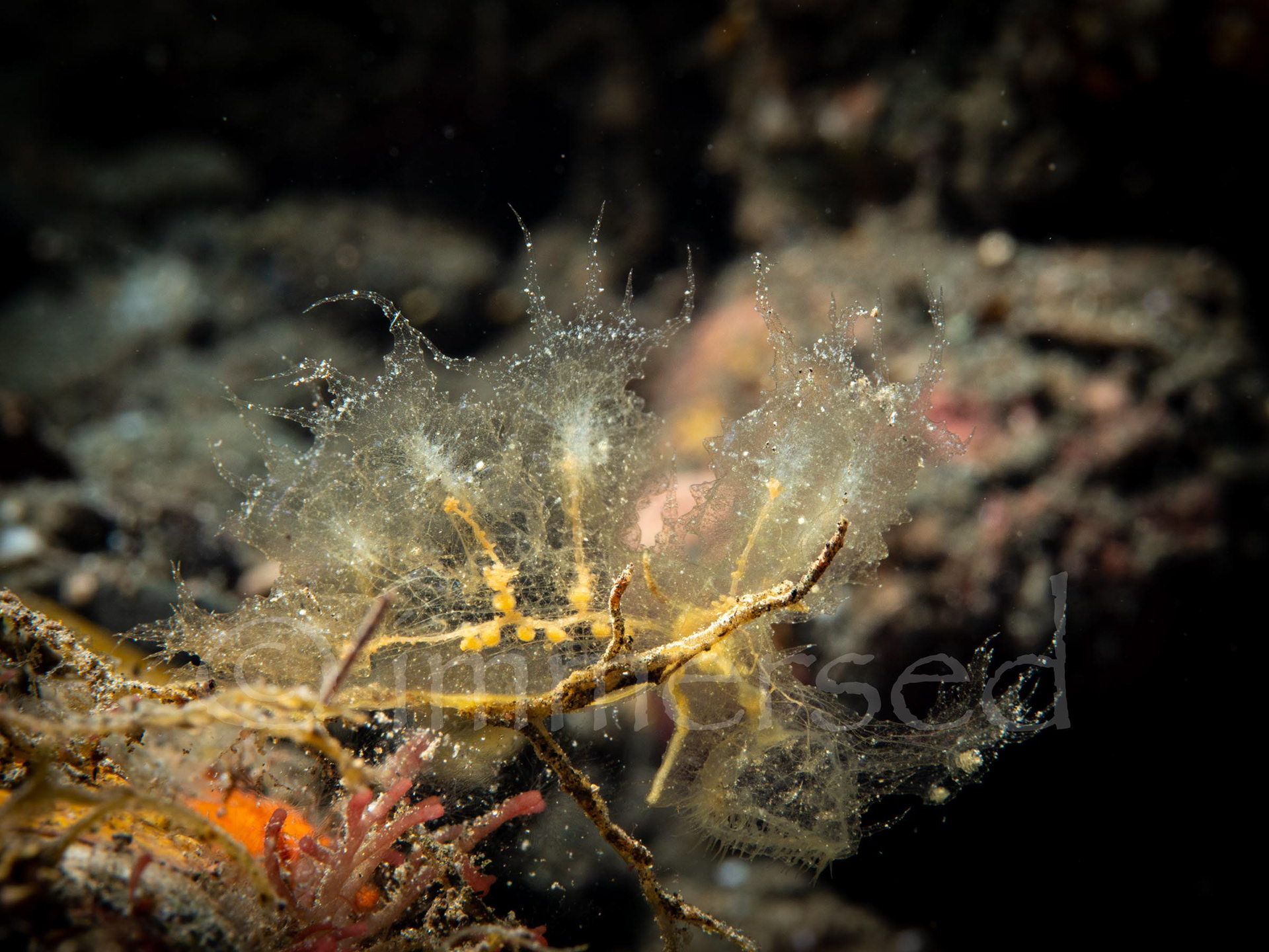 unidentified (malibe?) nudibranch 