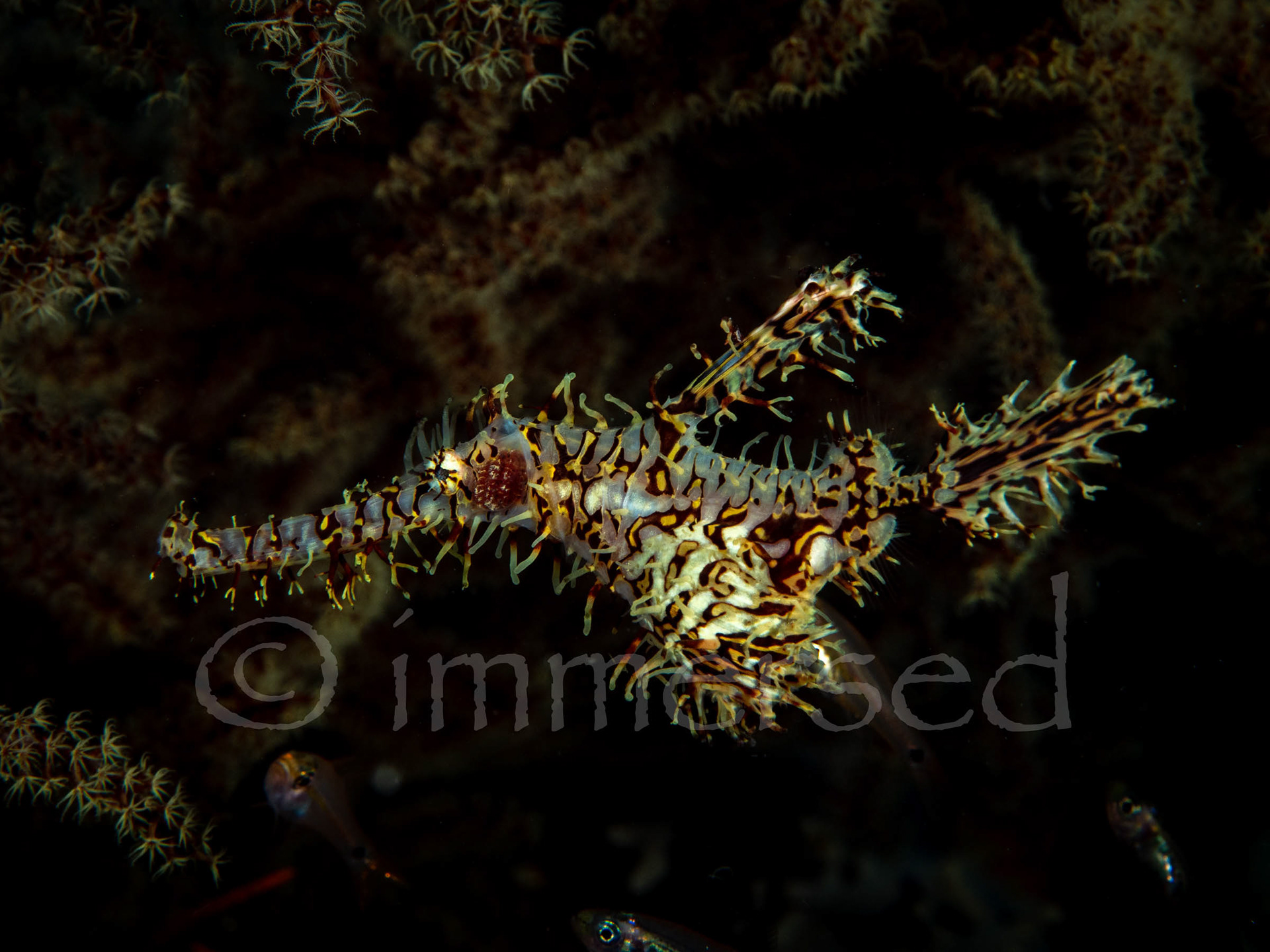 Harlequin ghost pipefish - Crack-a-jack