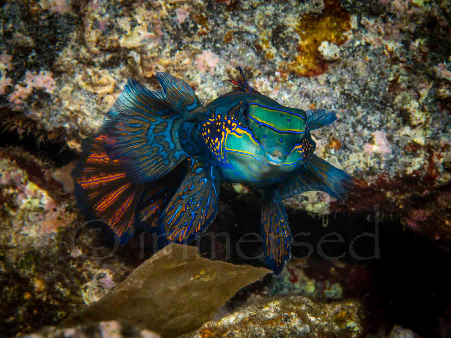 mandarin fish at Banda Neira