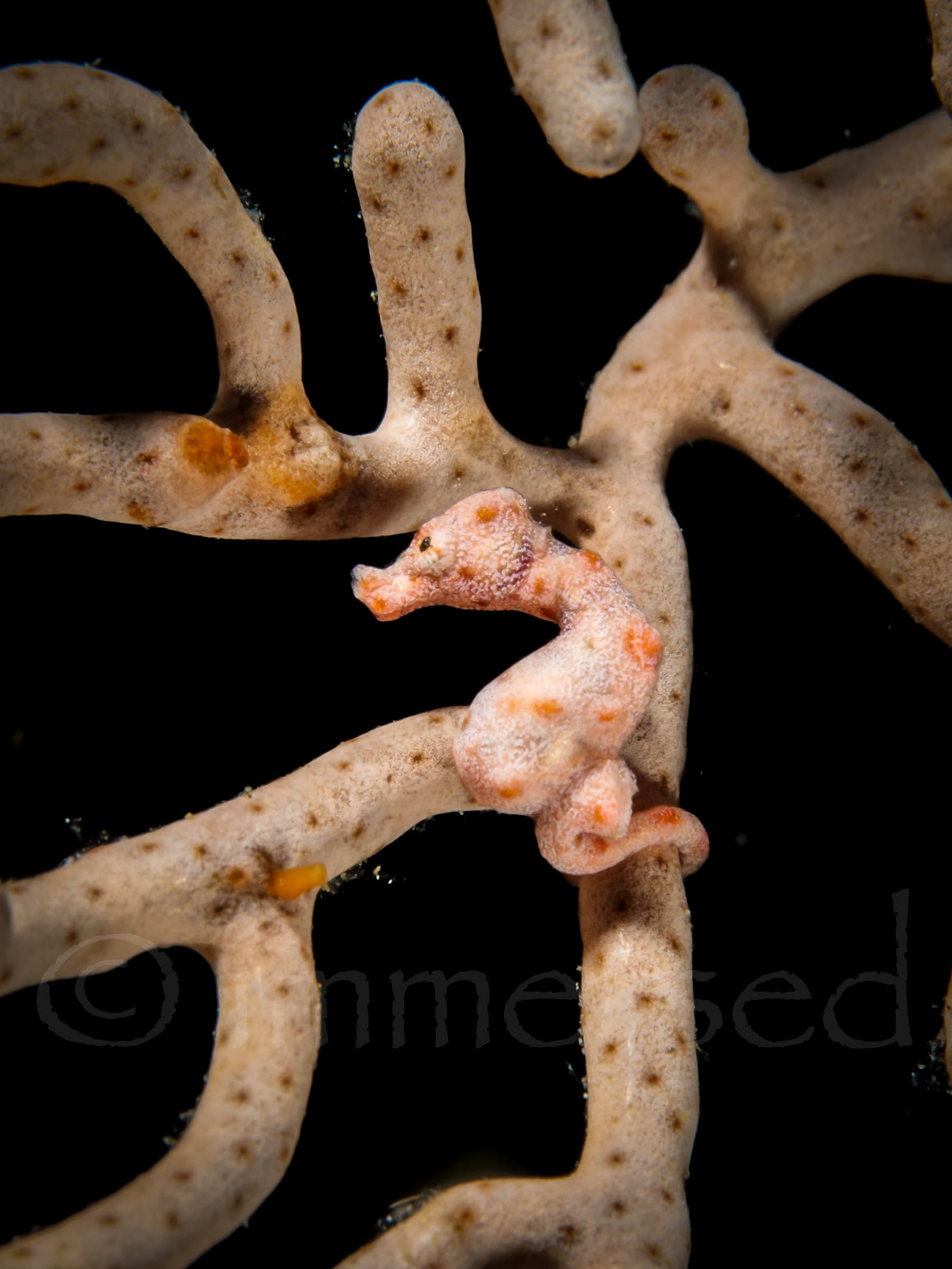 Denise's pygmy seahorse