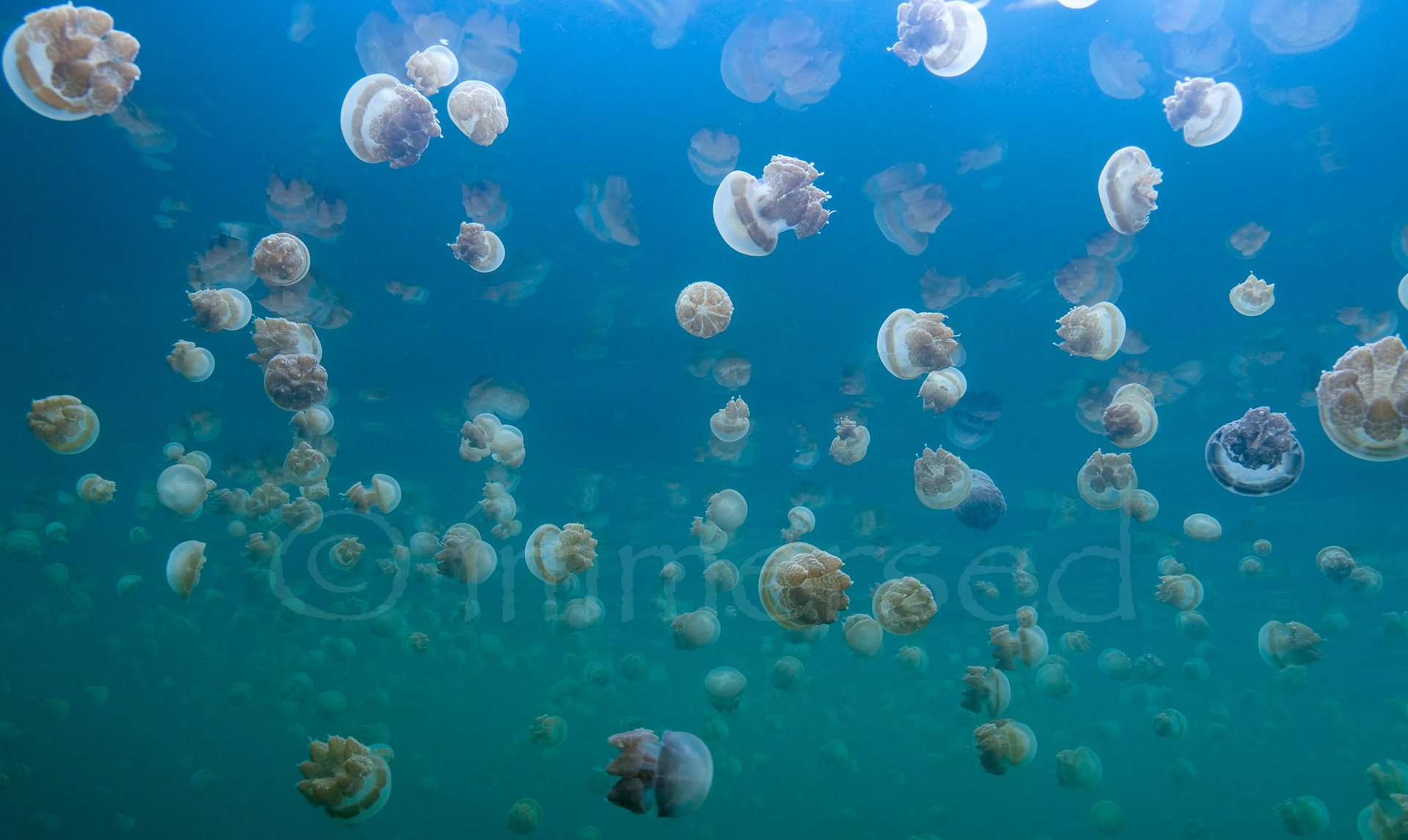 jellyfish lake, Raja Ampat