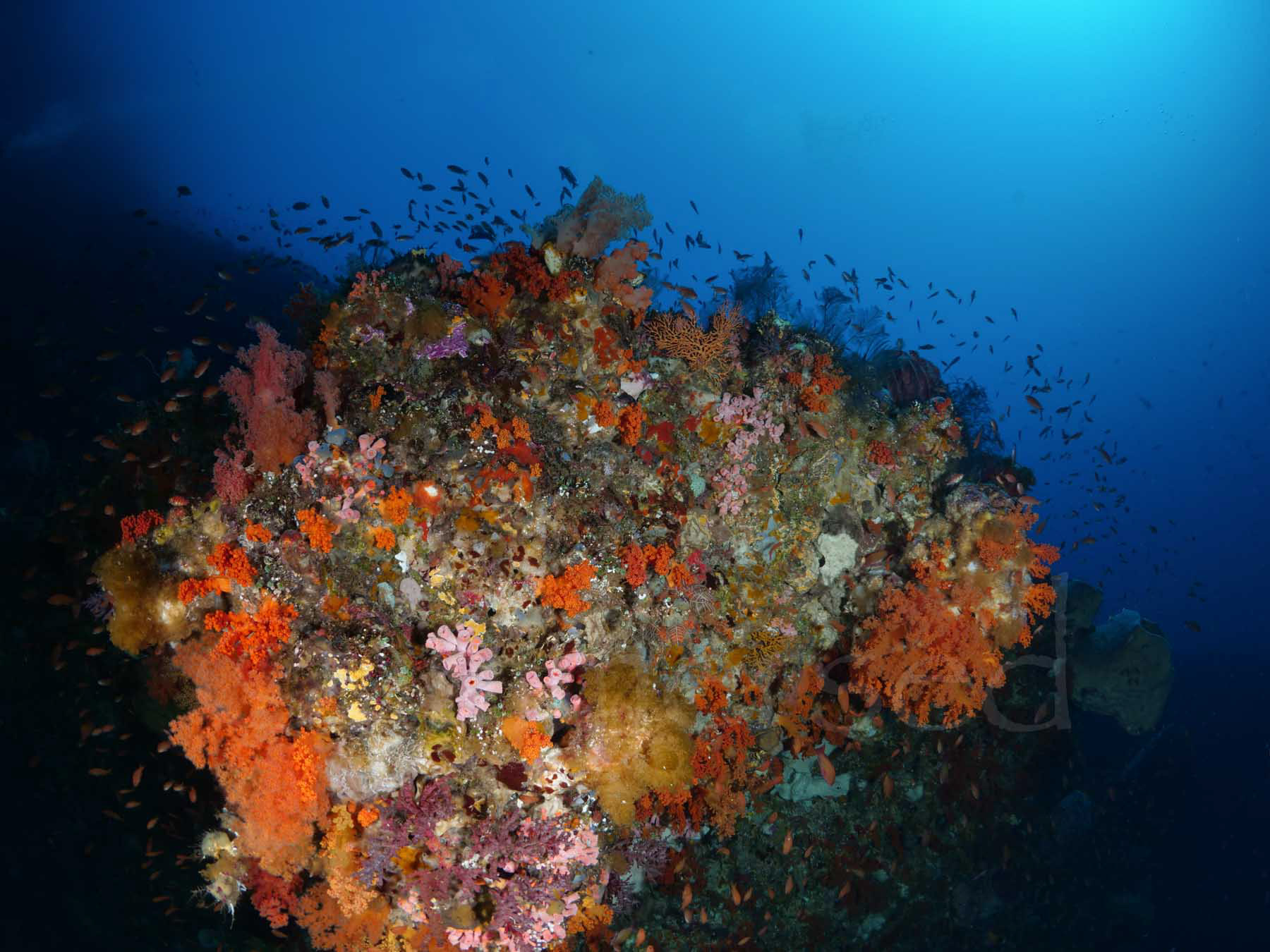 bommie, The Ledge, Pantar