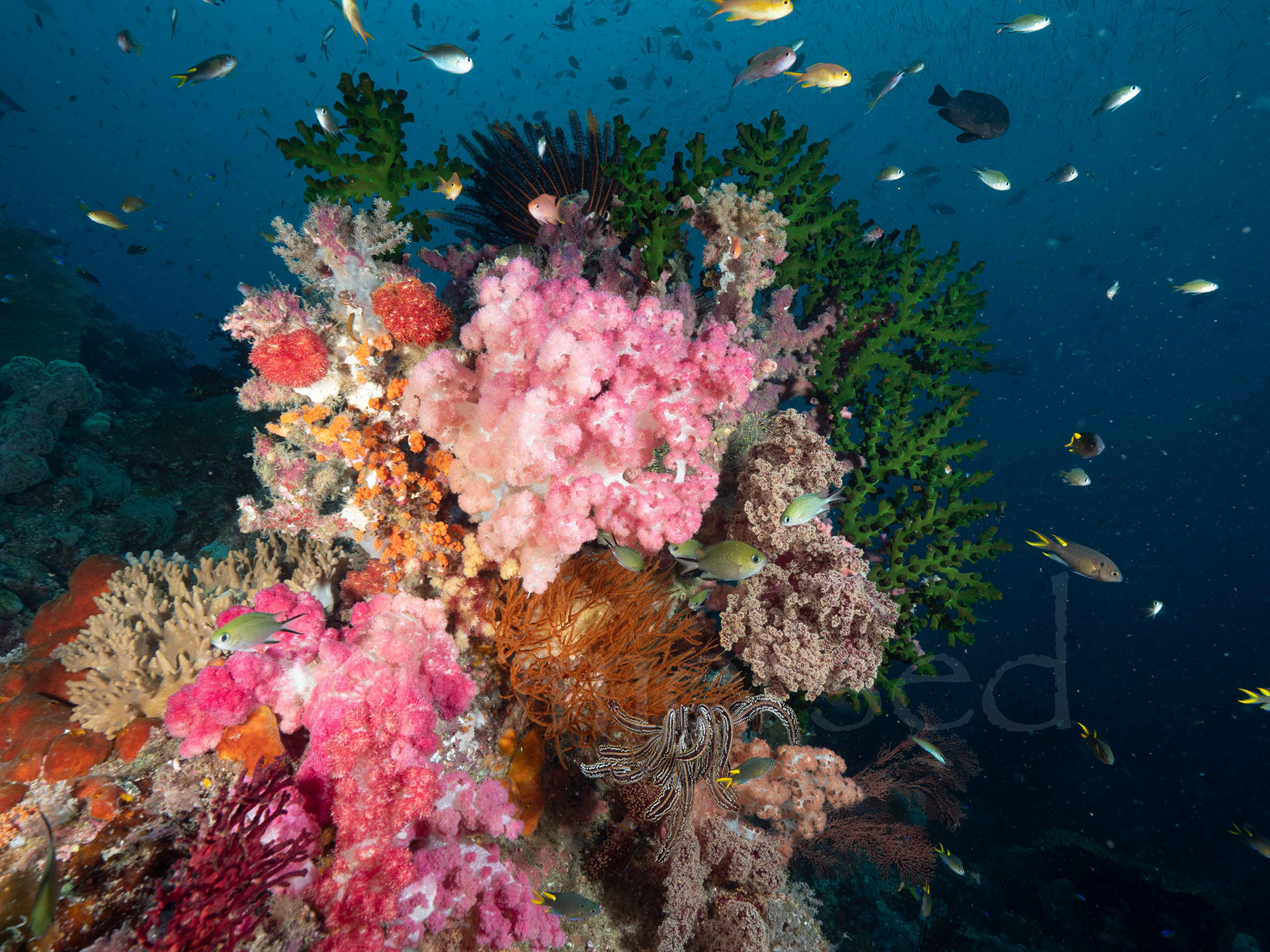 soft corals, Raja Ampat