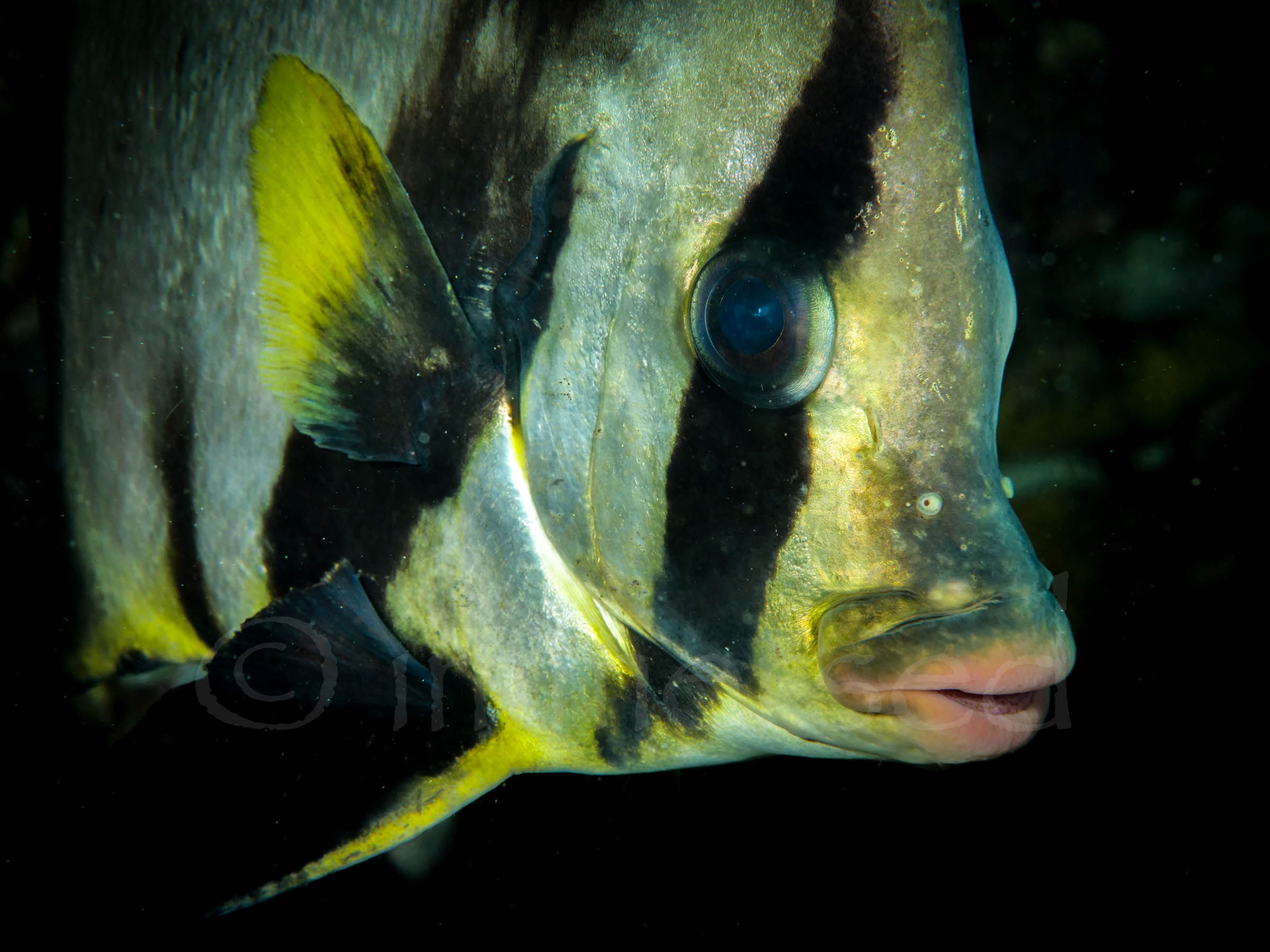 batfish