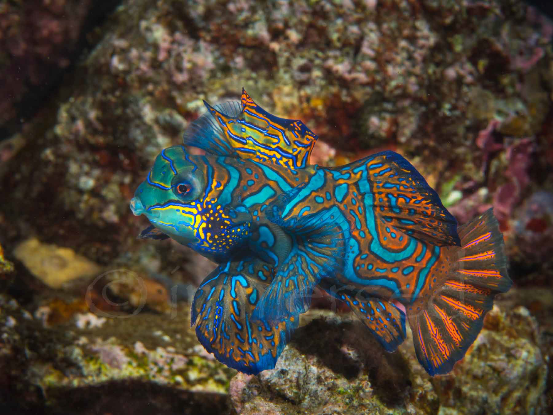 mandarin fish at Banda Neira
