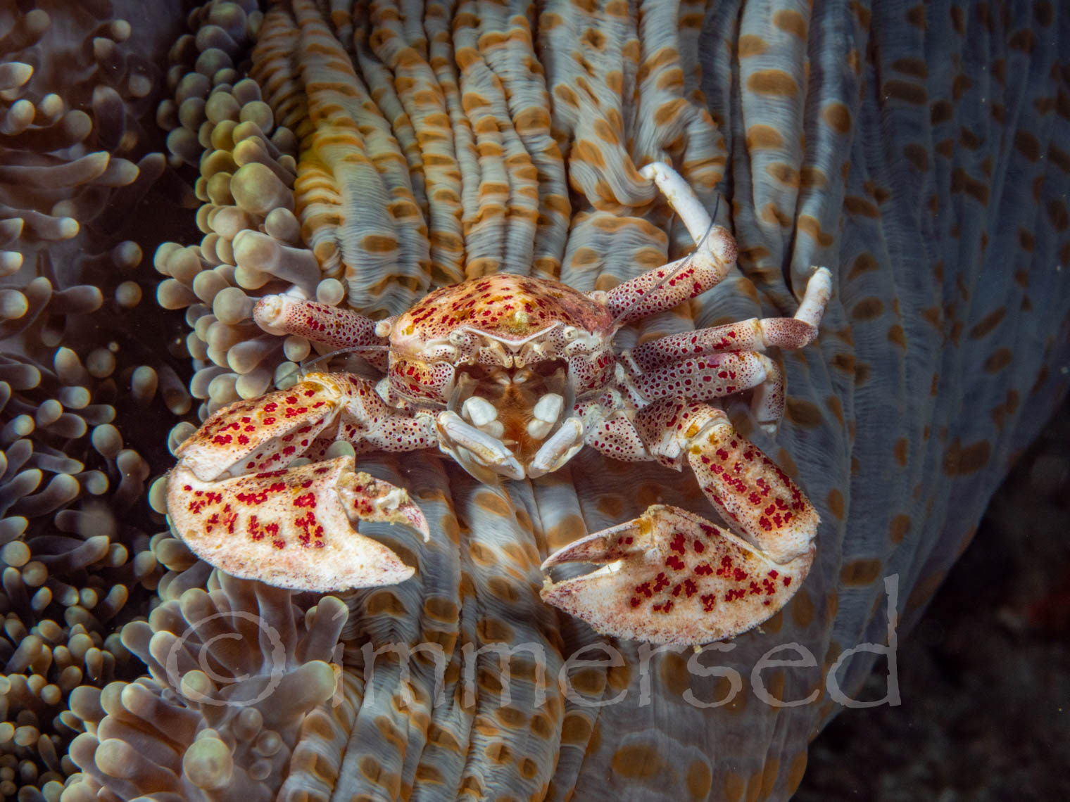 porcelain crab