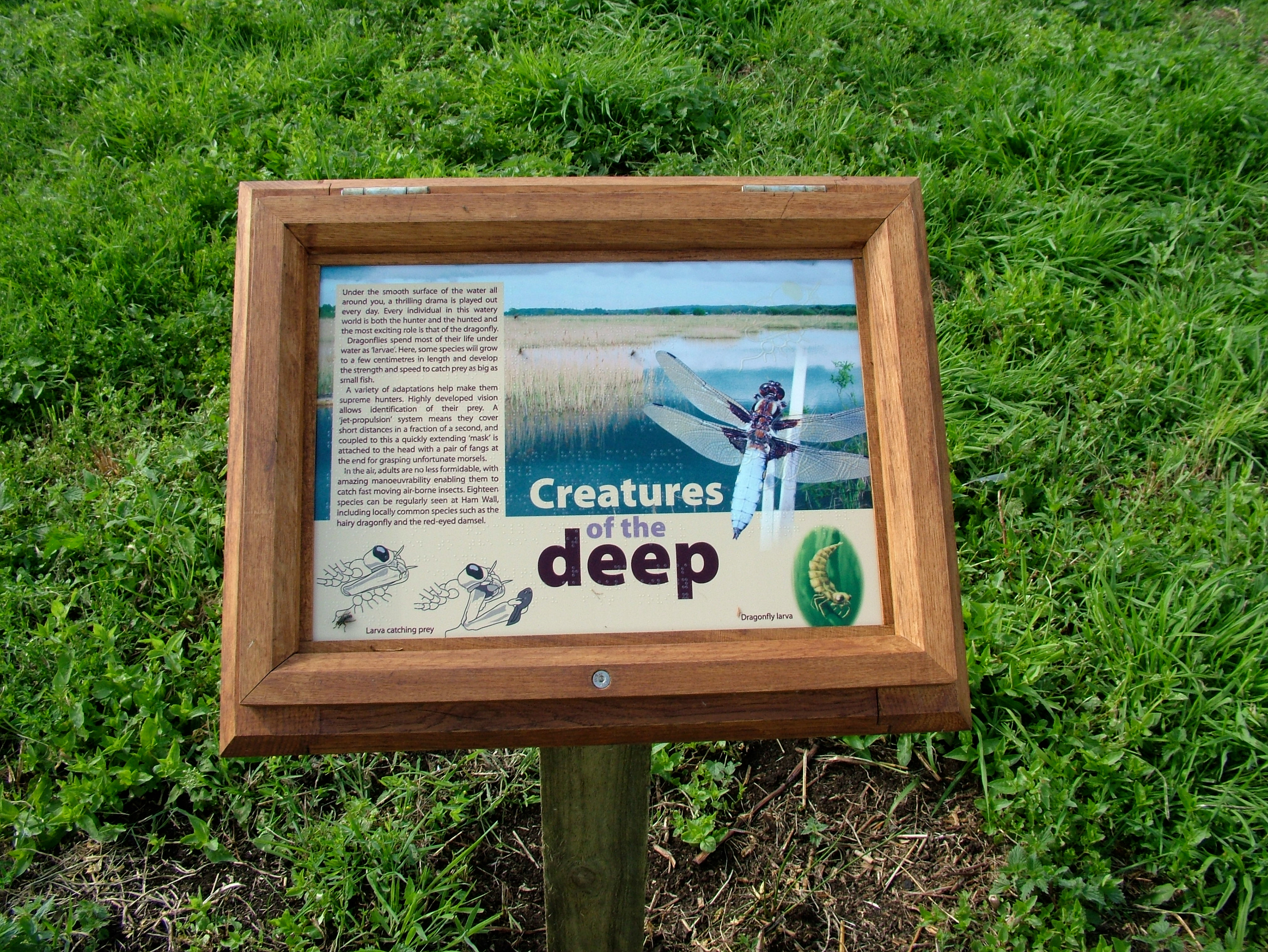 RSPB Ham Wall, Somerset