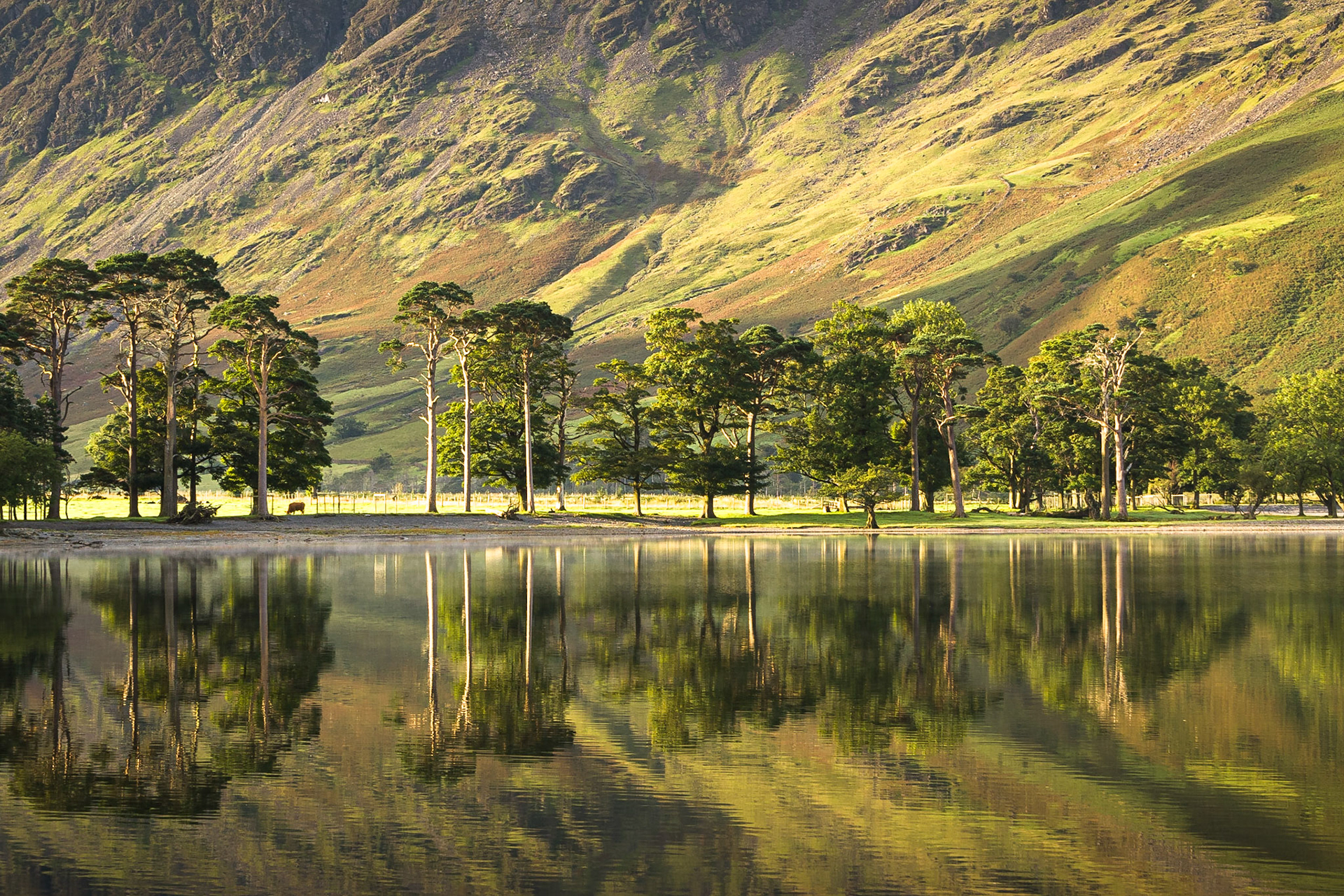 Pine trees refletions, Buttermere