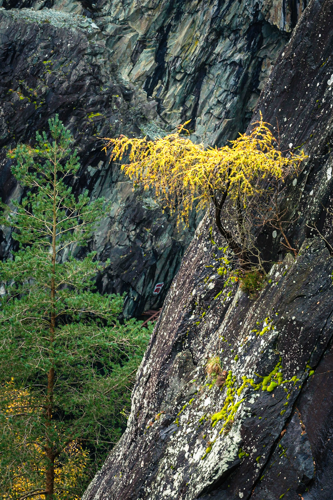 Hodge Close