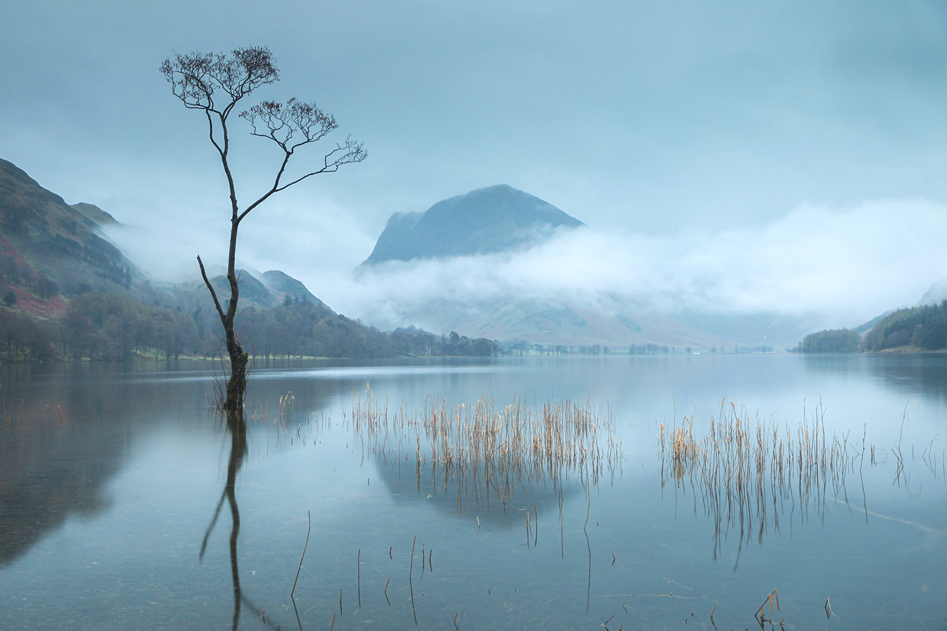 Buttermere Lone Tree misty morning