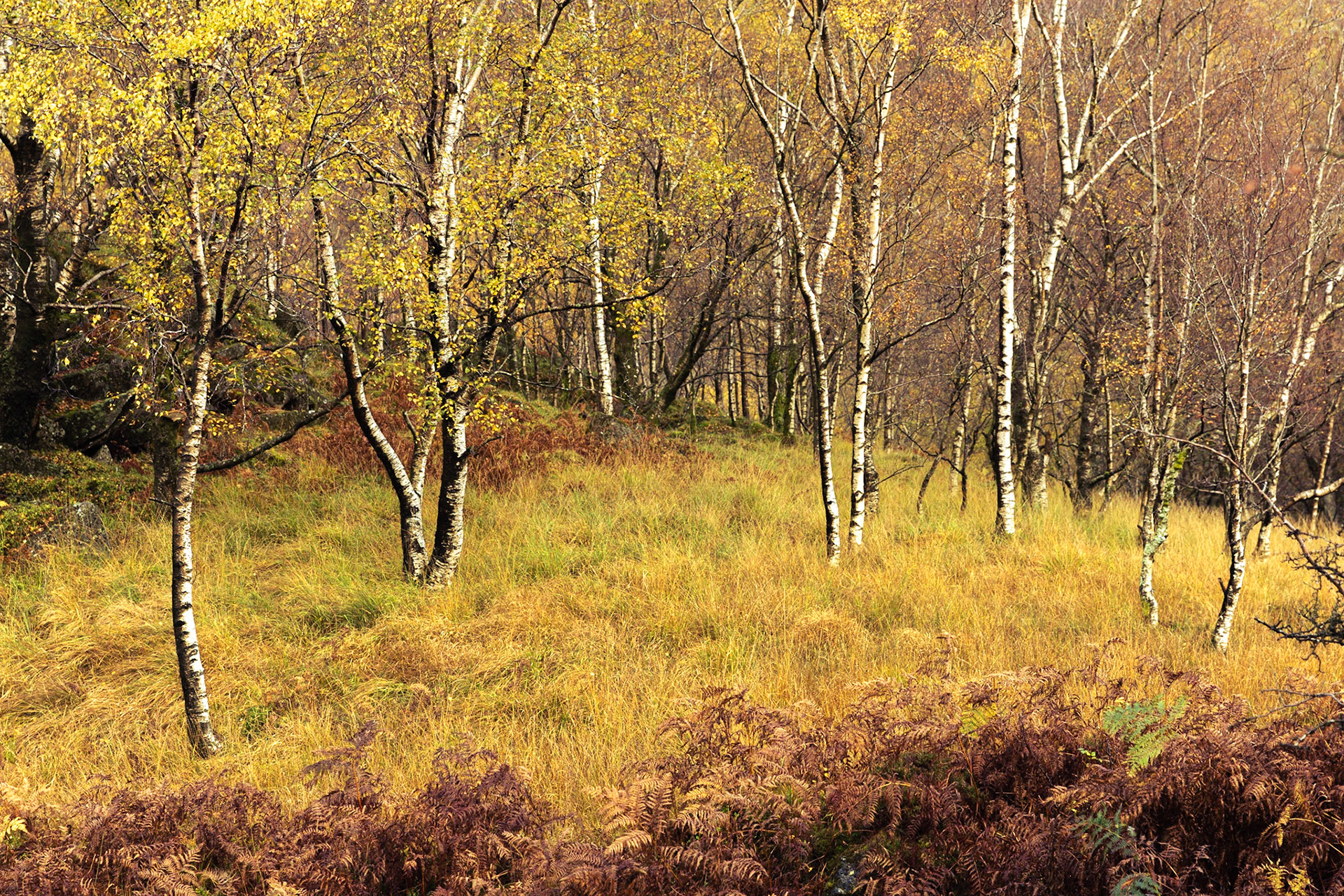Autumnal Silver Birch