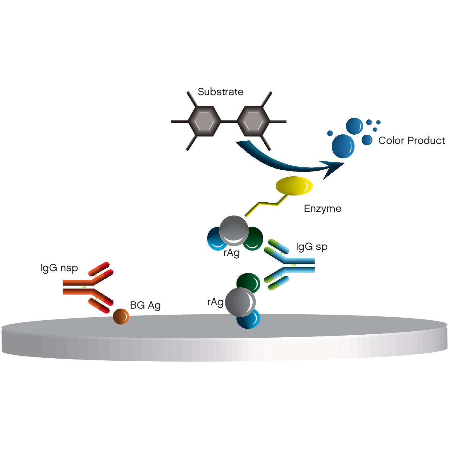 Modified-Indirect ELISA #2