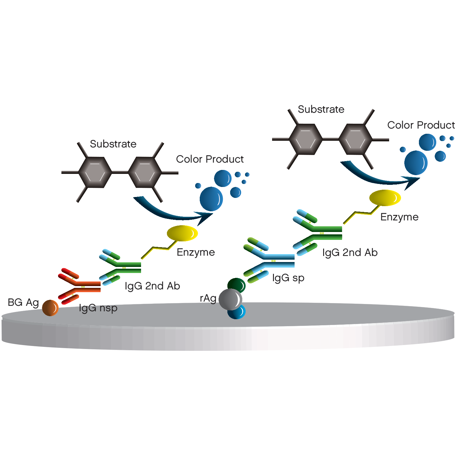 Indirect ELISA