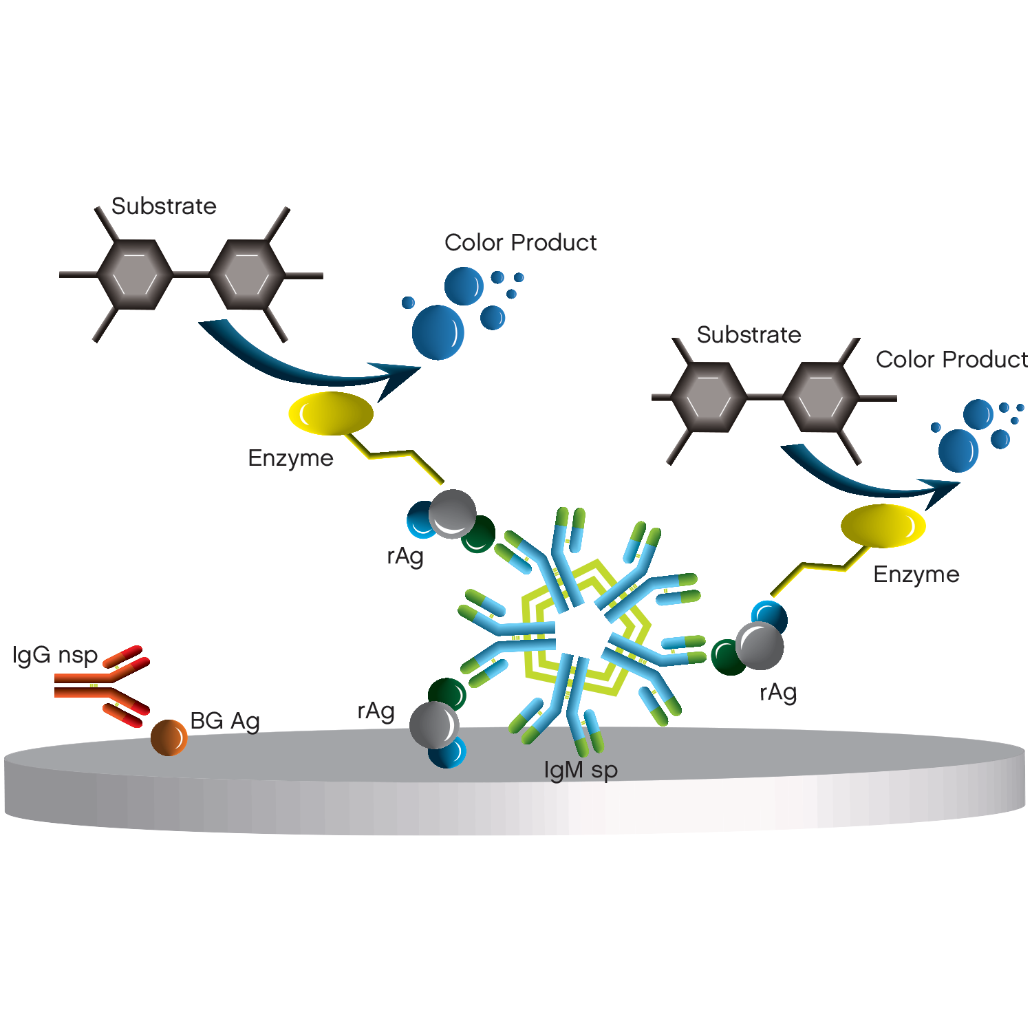 Modified-Indirect ELISA