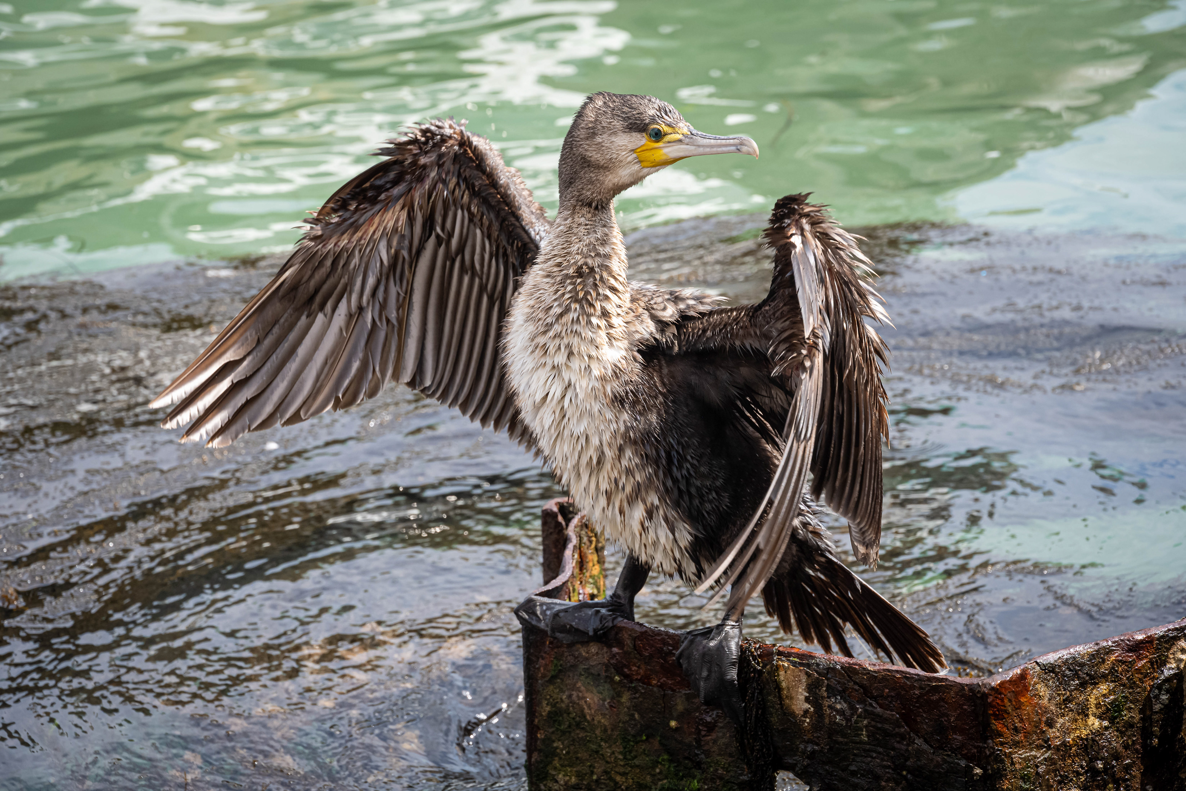 Kormoran beim Trocknen seines Gefieders