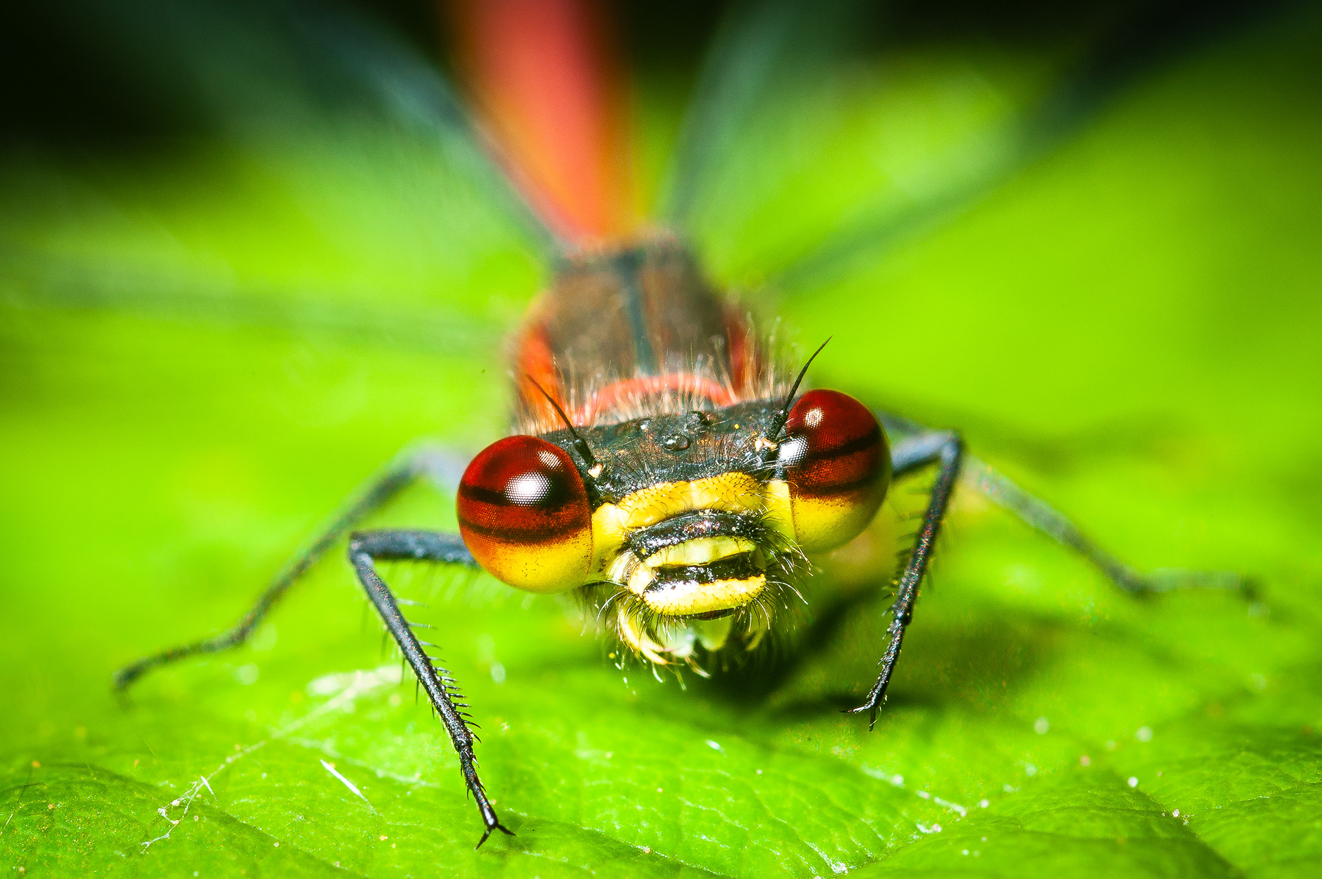 Frühe Adonislibelle