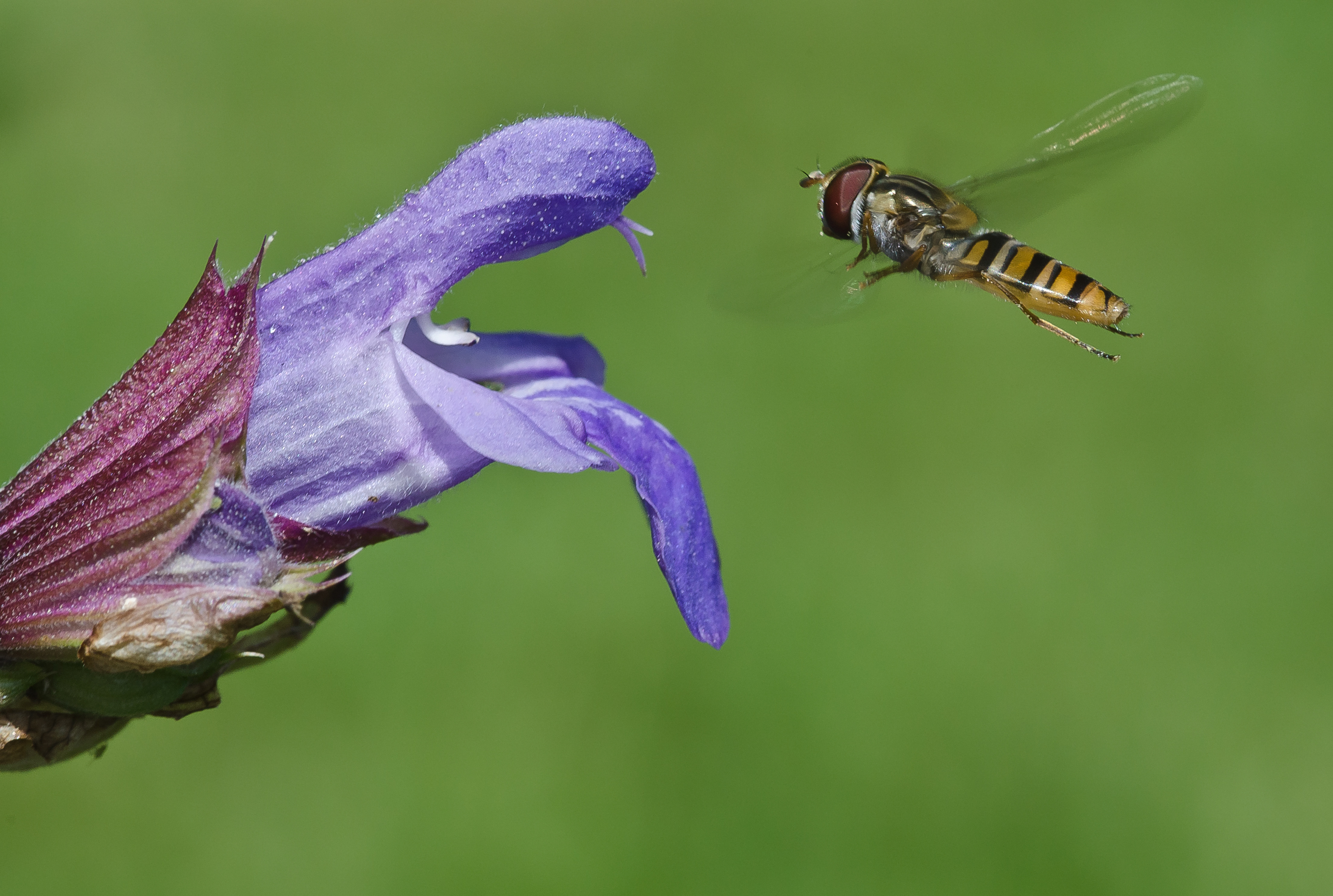 Hainschwebfliege
