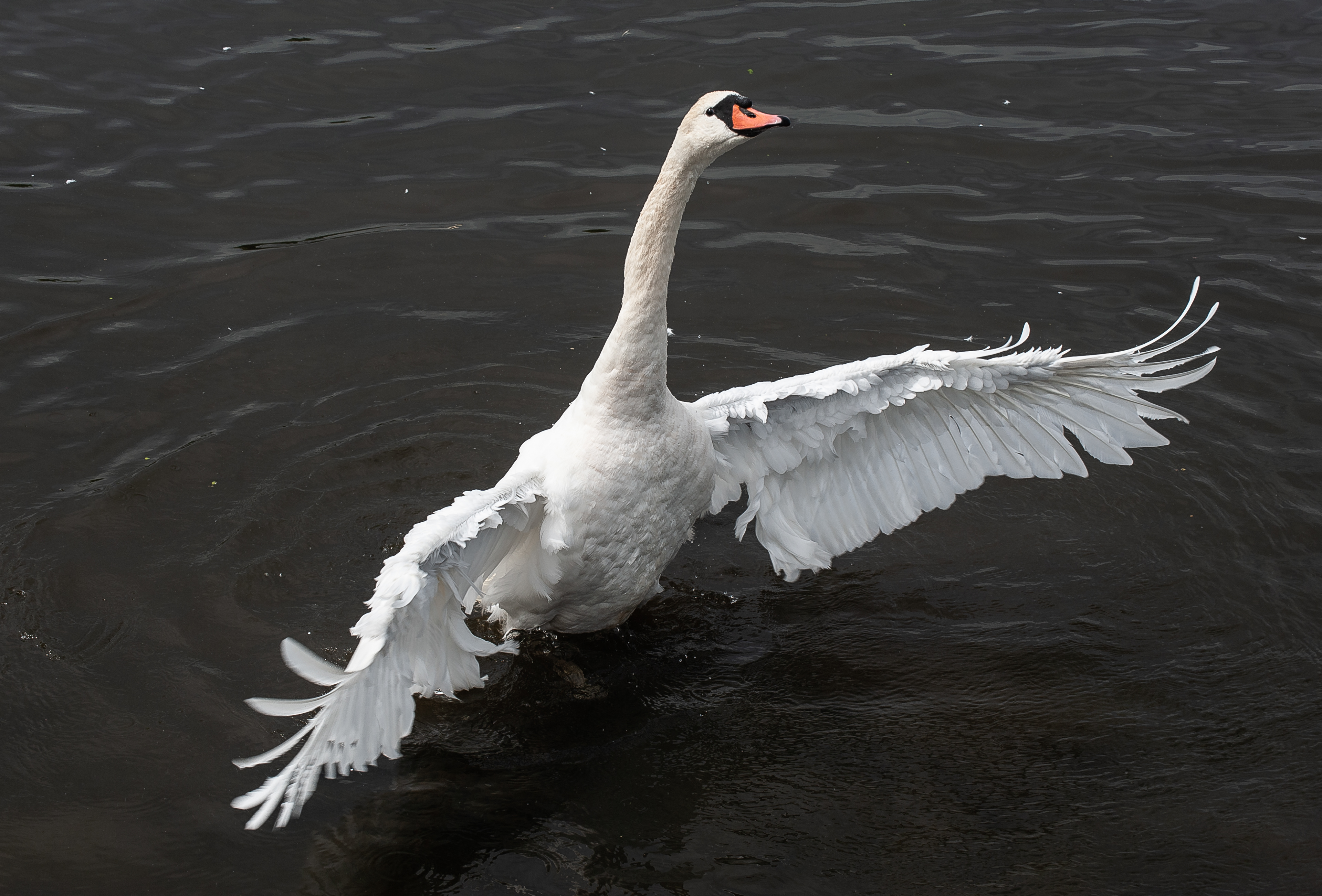 Höckerschwan, Federsee