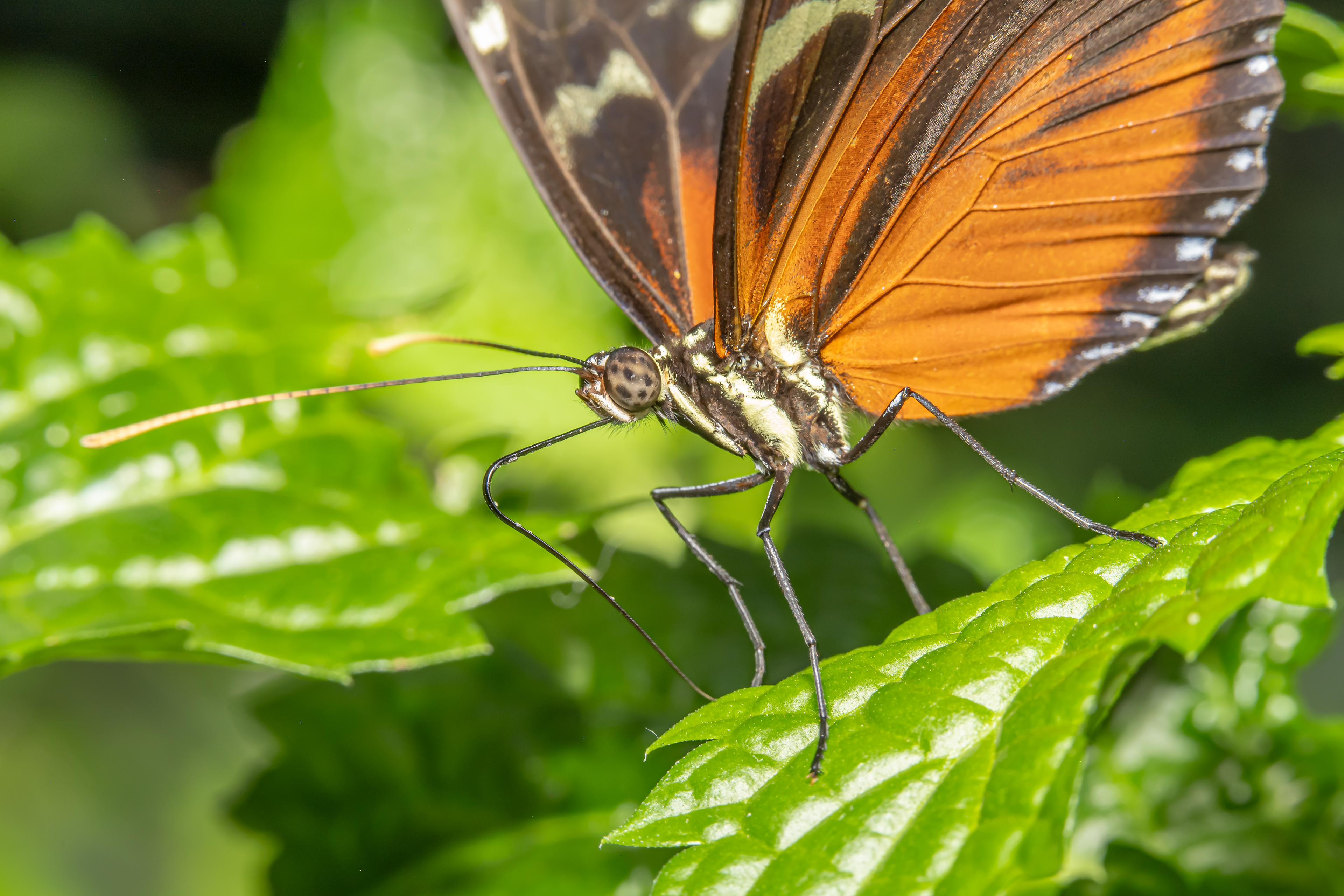 Heliconius melpomene (Wilhelma)