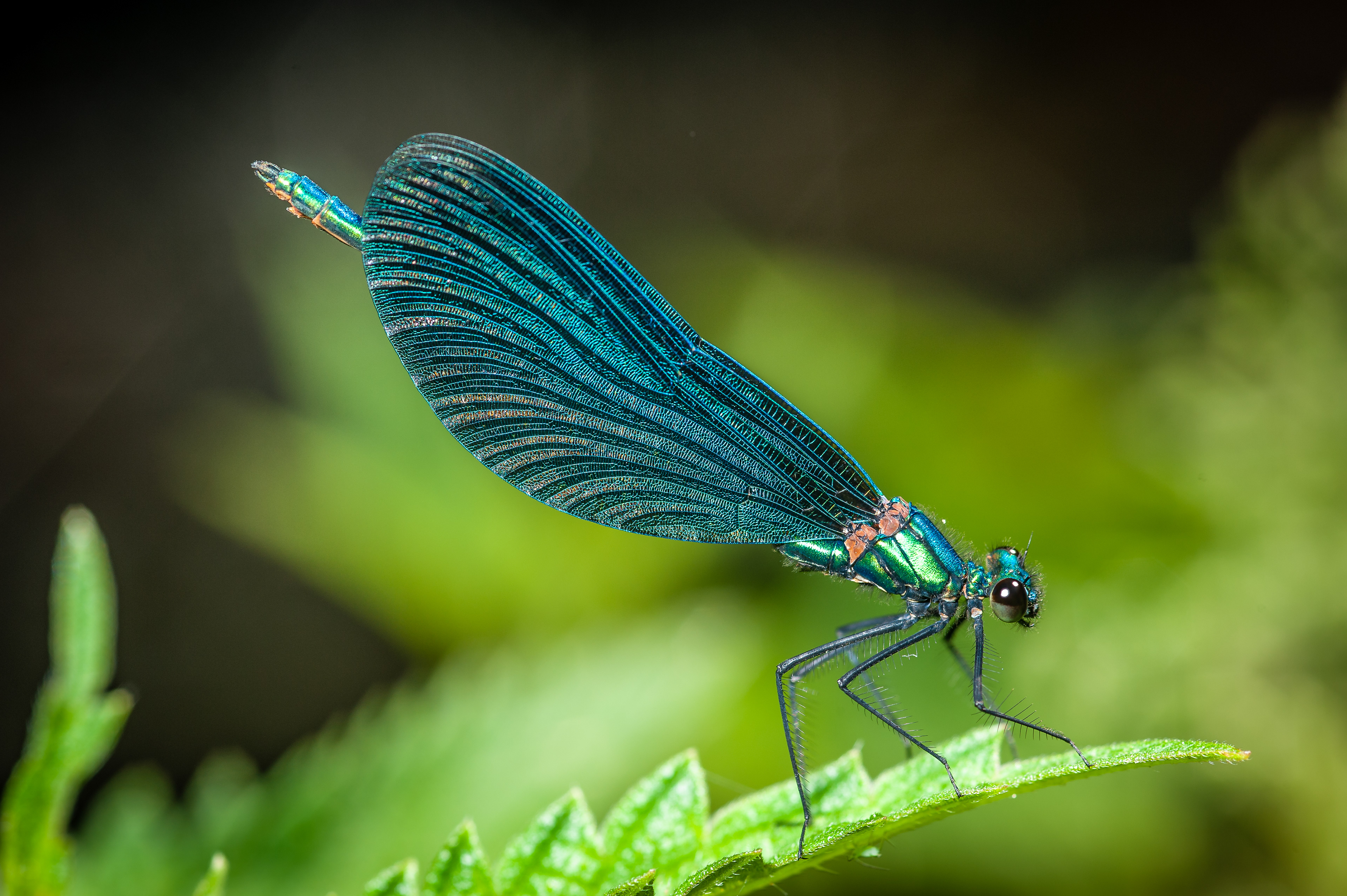 Blauflügel-Prachtlibelle