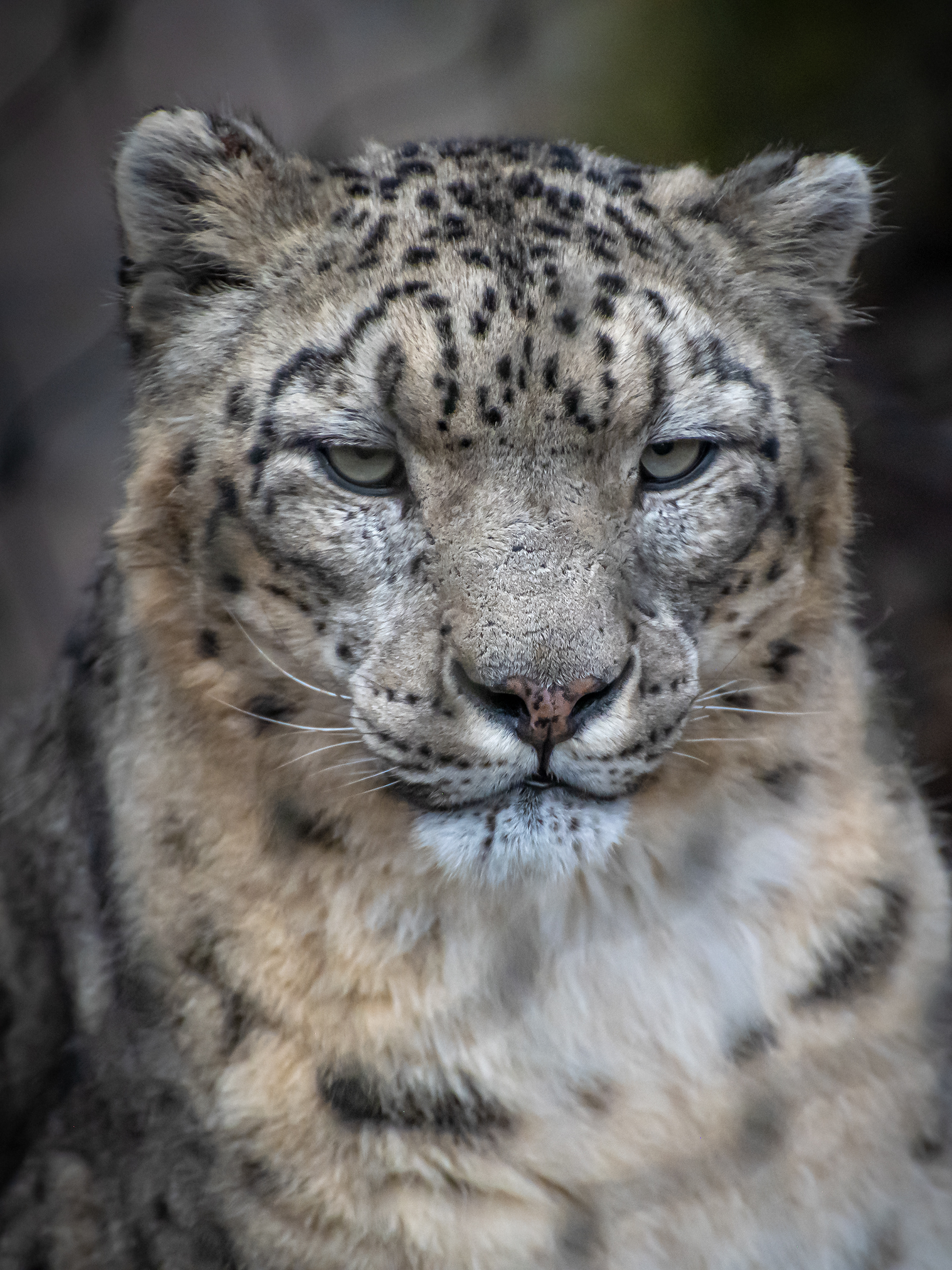 Schneeleopard (Wilhelma)