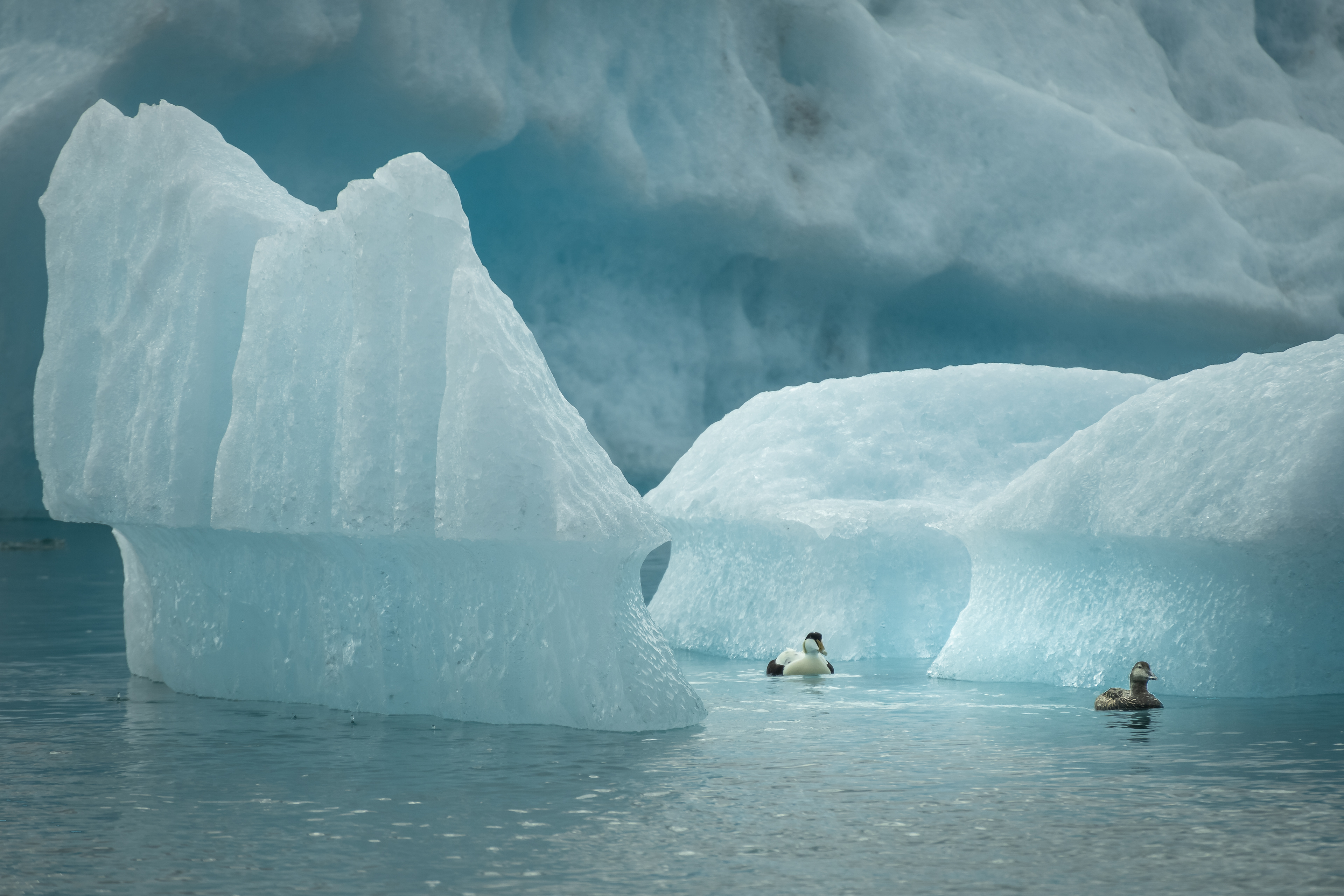 Eiderenten im Jökulsarlón