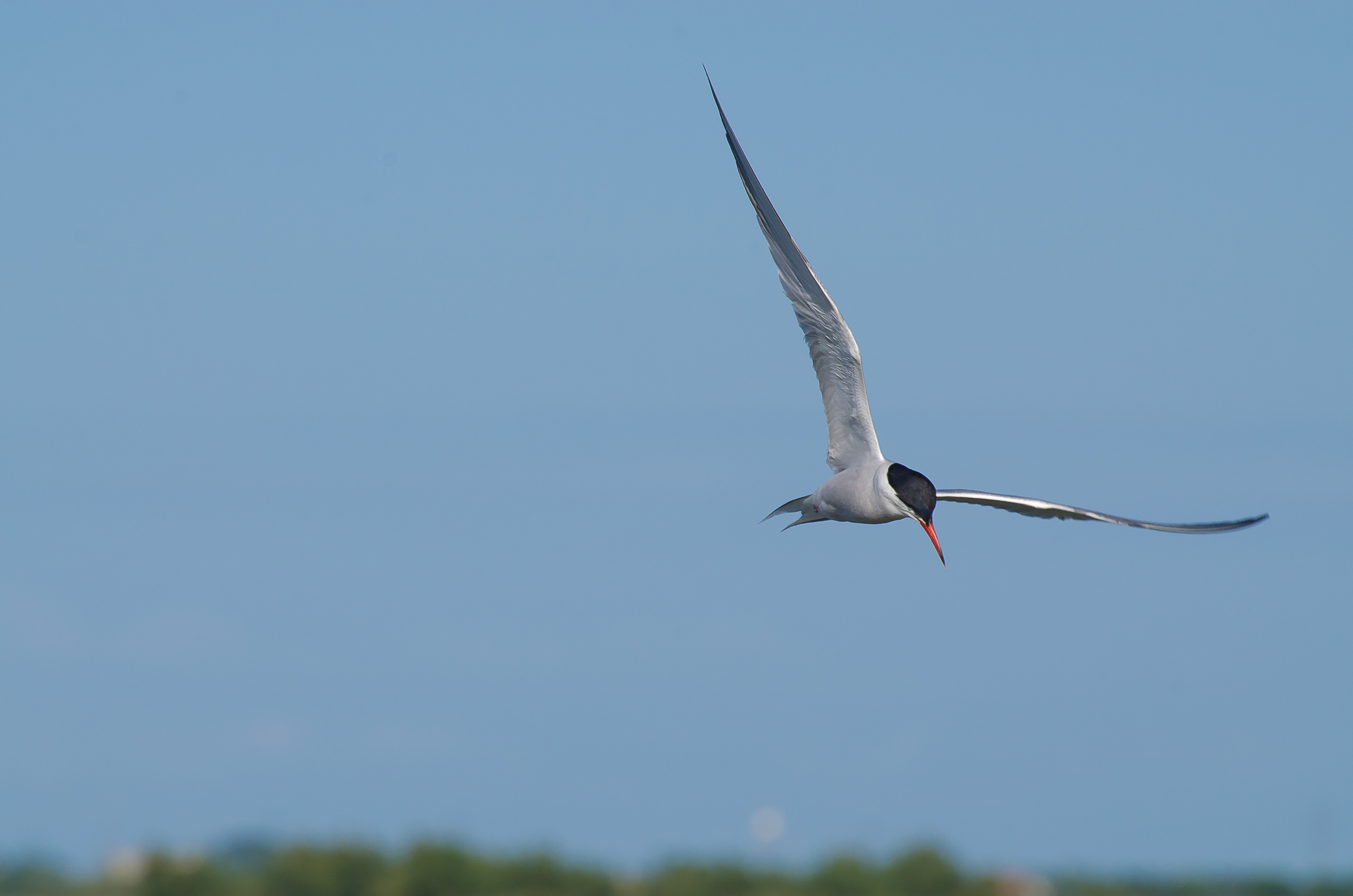 Küstenseeschwalbe, Venedig