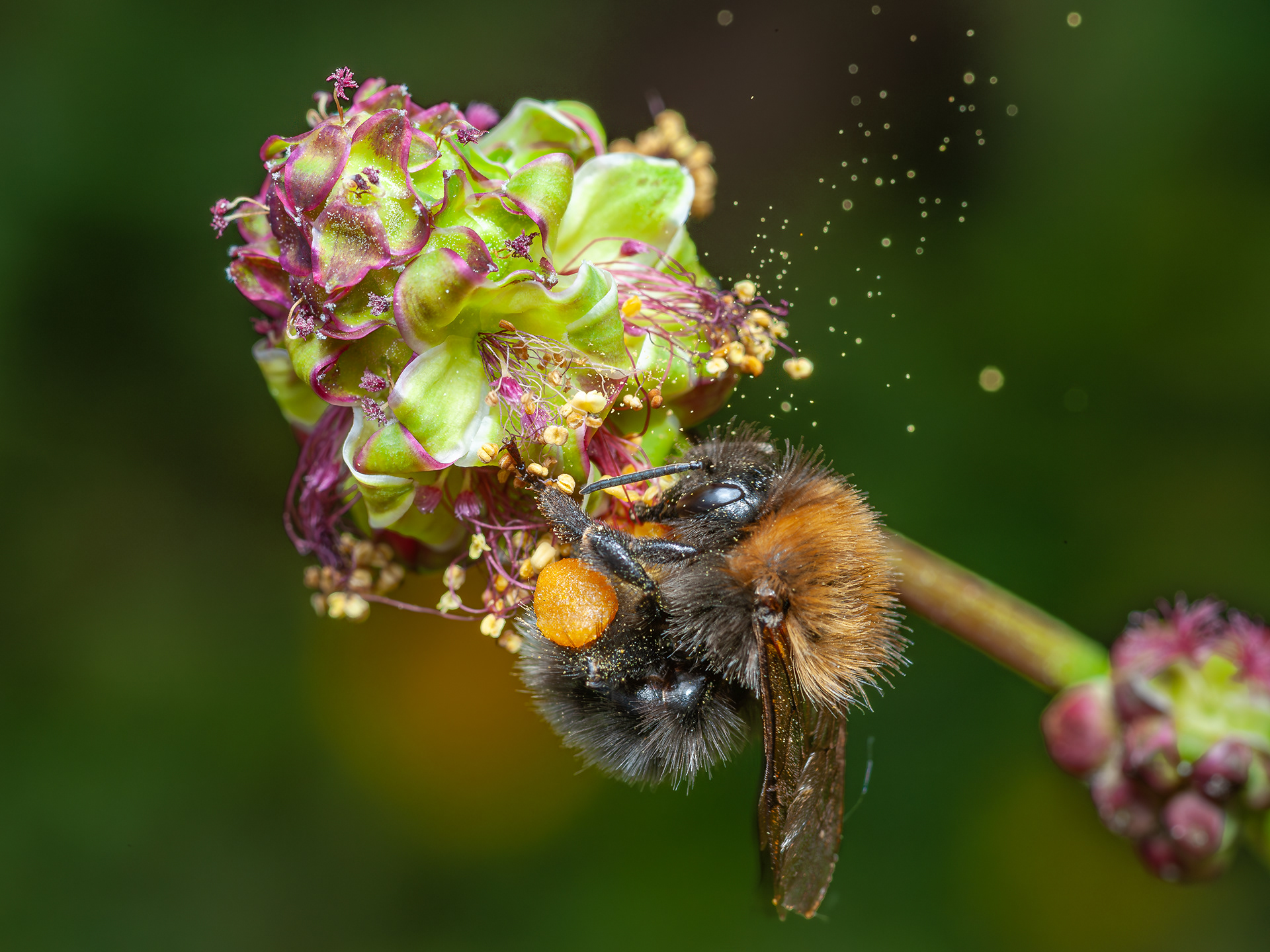 Staubexplosion (Berghummel an Kleinem Wiesenknopf)