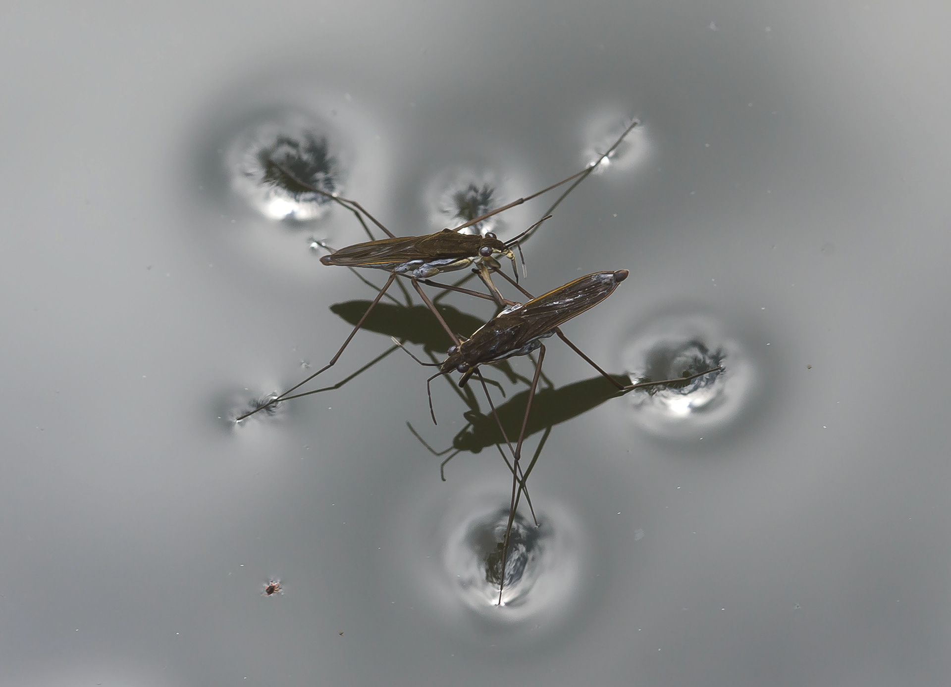 Wasserläufer