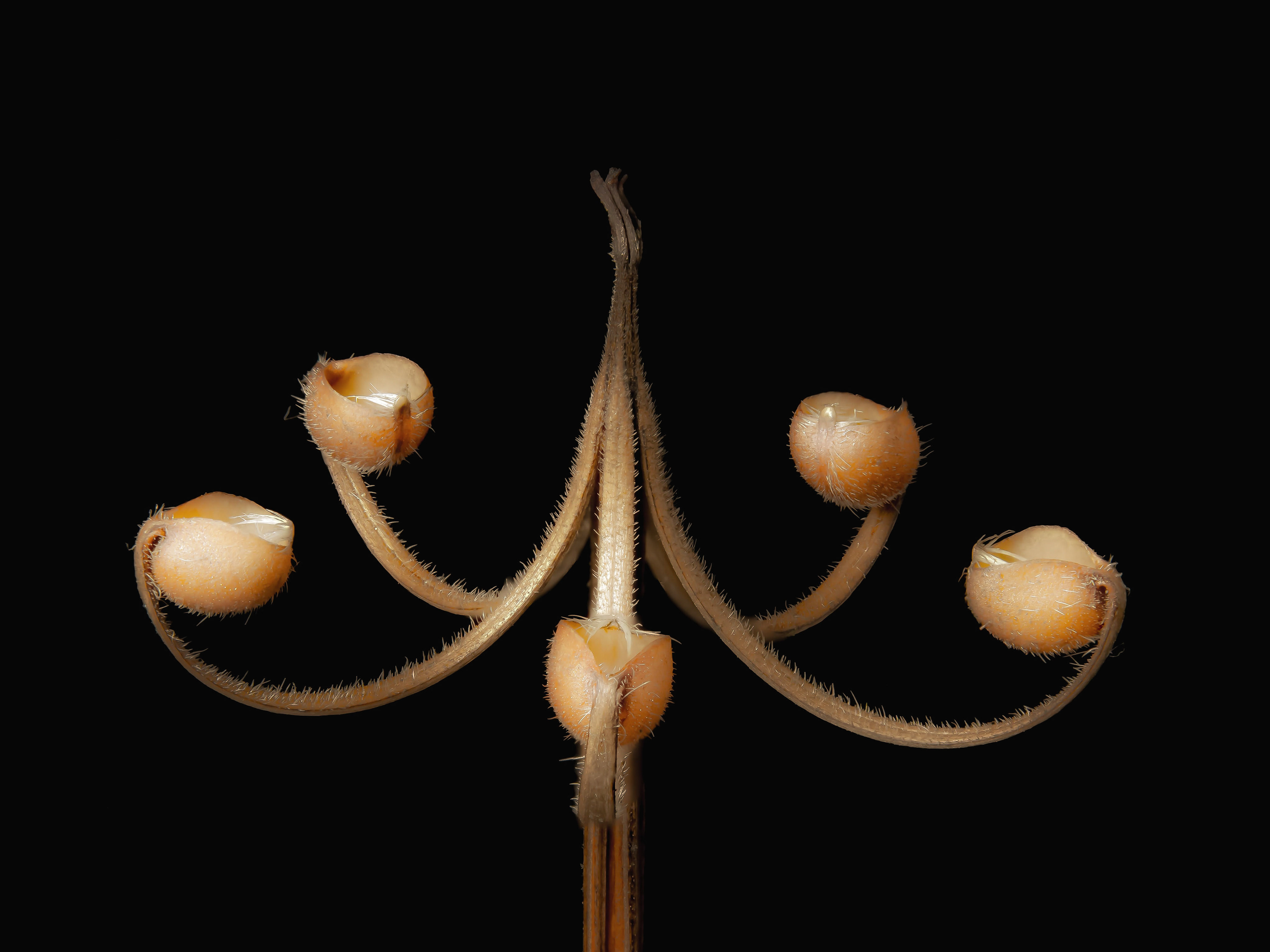 Fruchtstand eines Storchschnabels