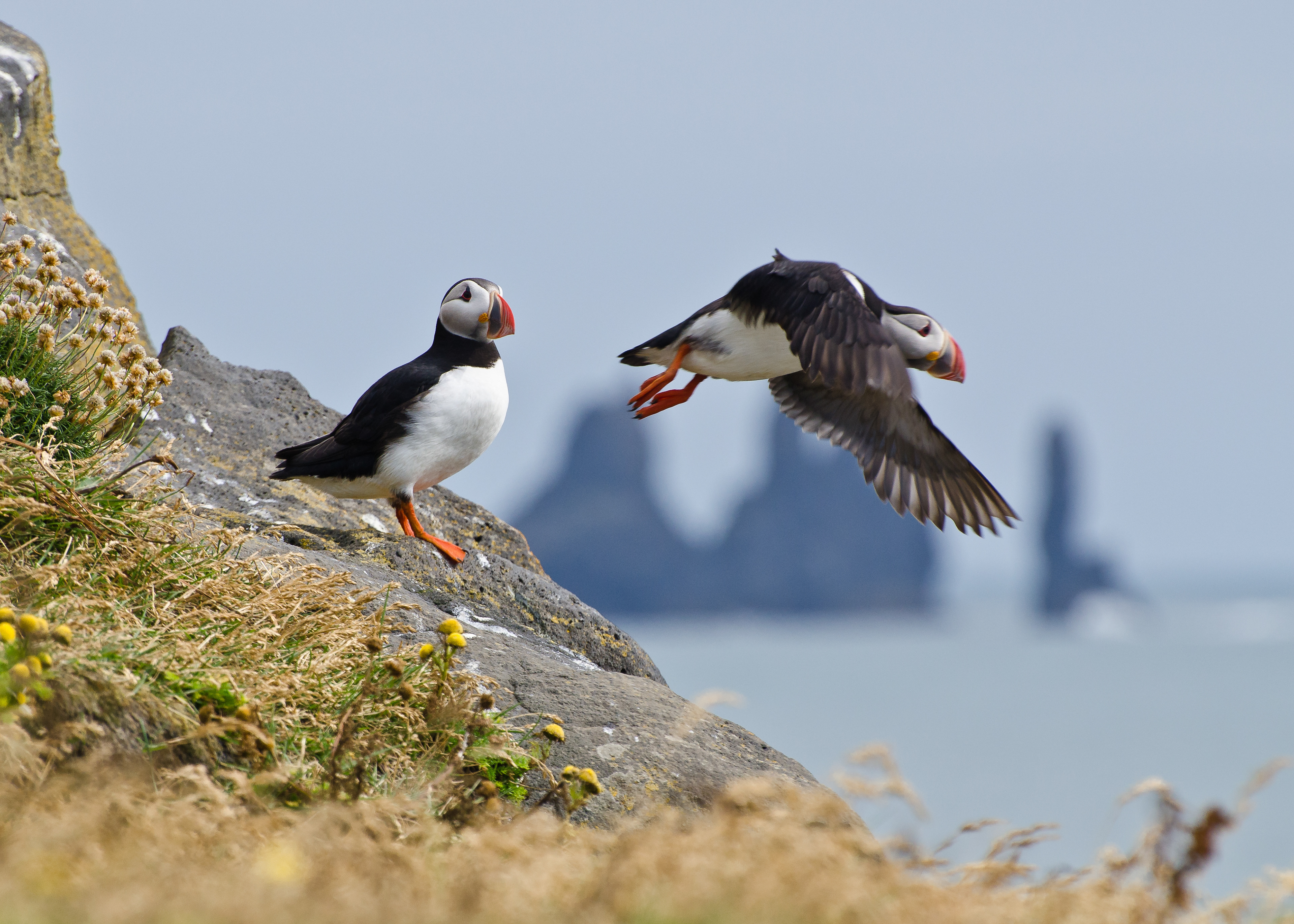 Papageitaucher, Island