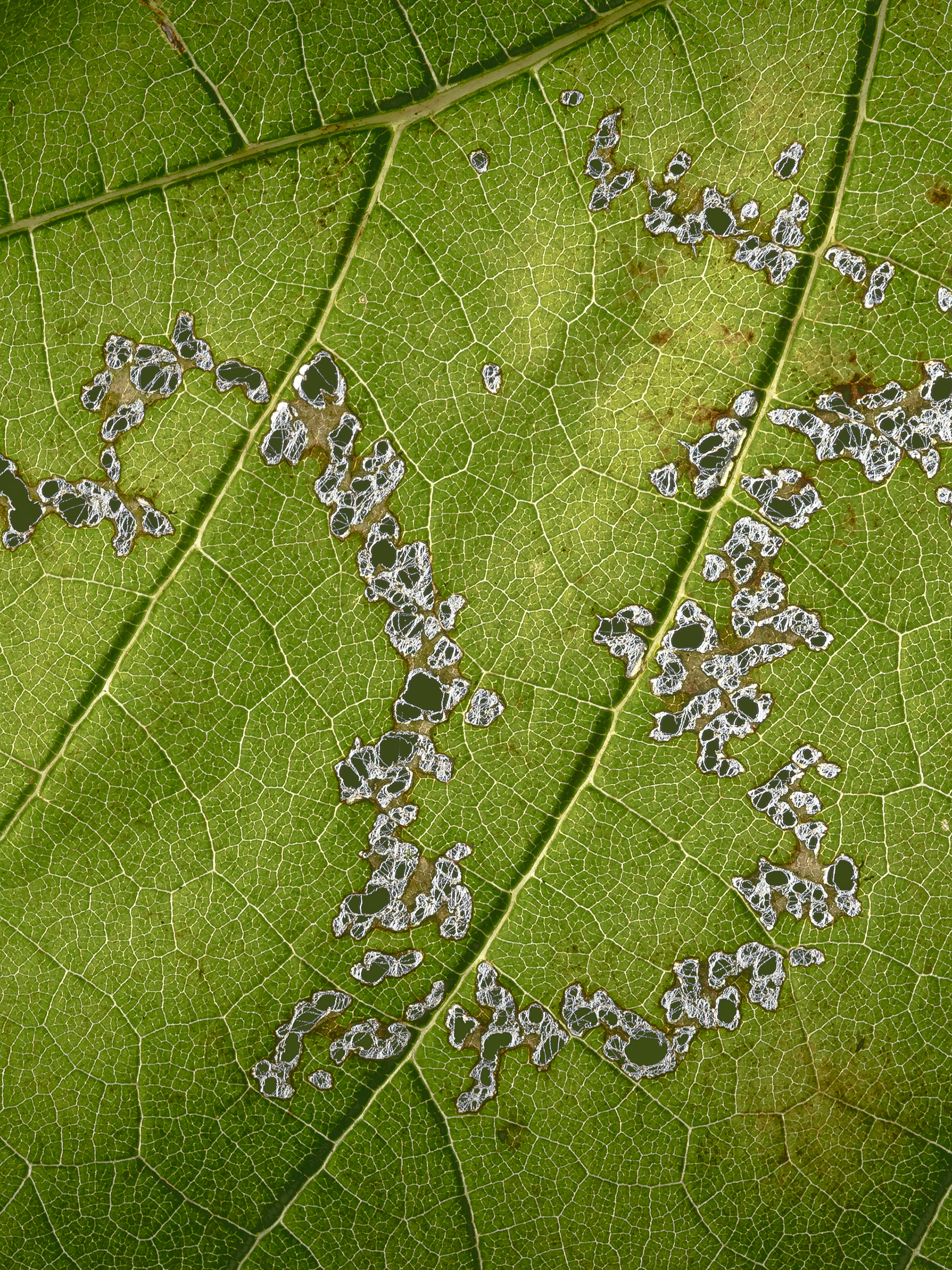 Frassspur in Weinblatt