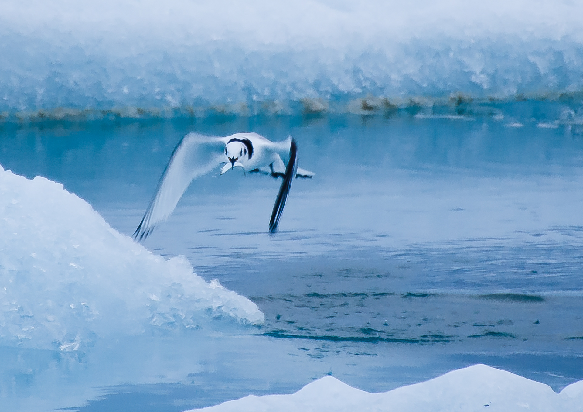Junge Dreizehenmöwe, Island