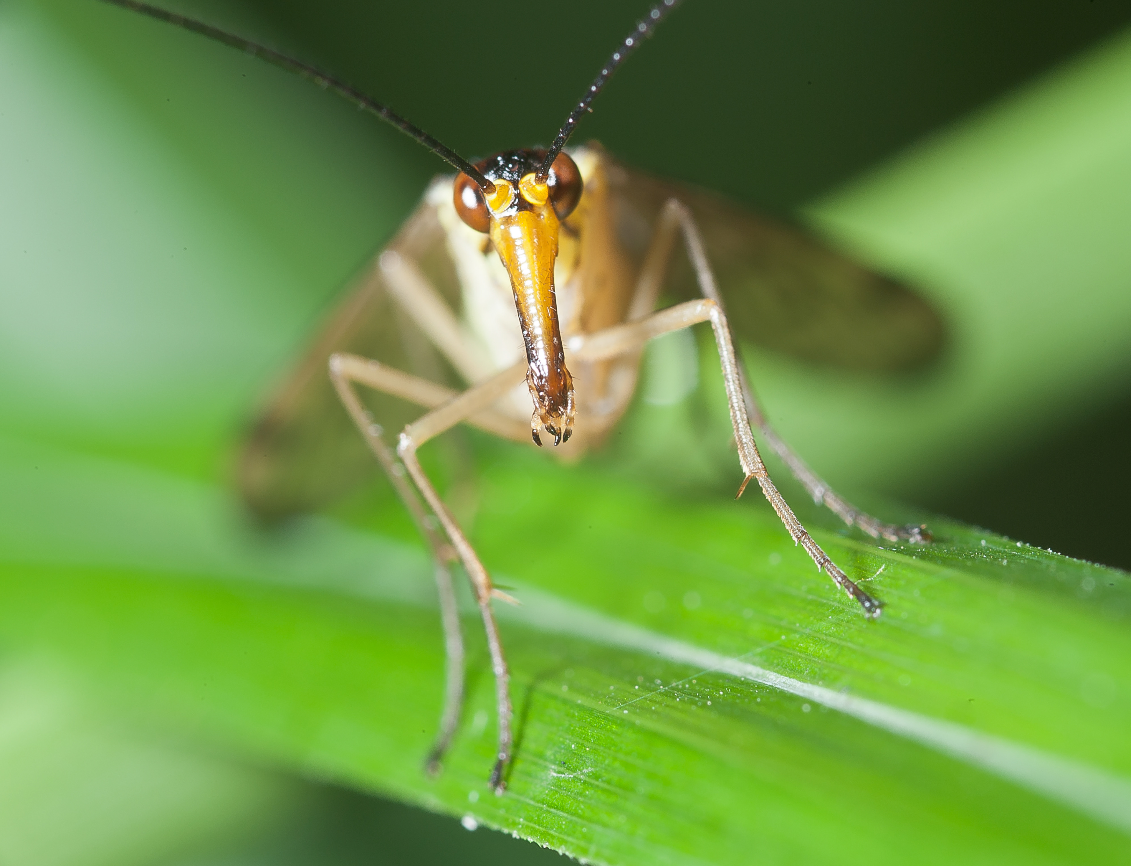Skorpionsfliege