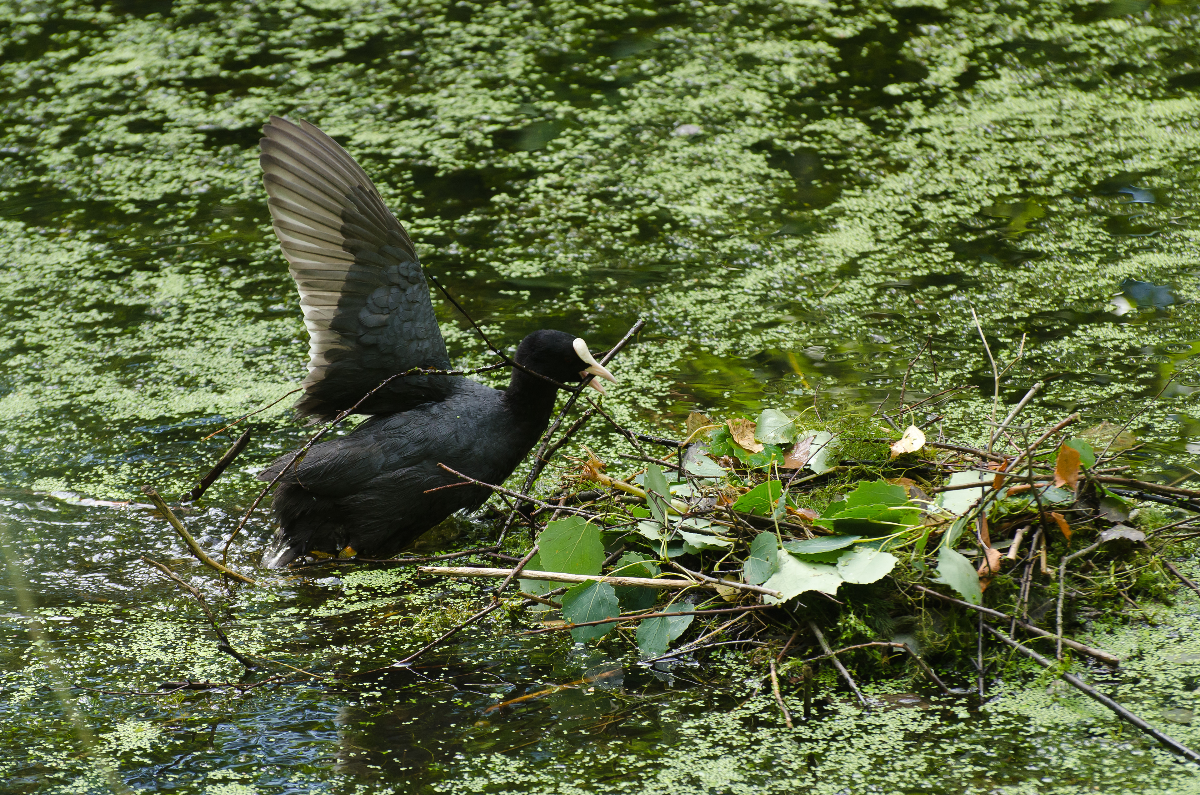 Blässhuhn beim Nestbau, Pfrunger Ried, Oberschwaben