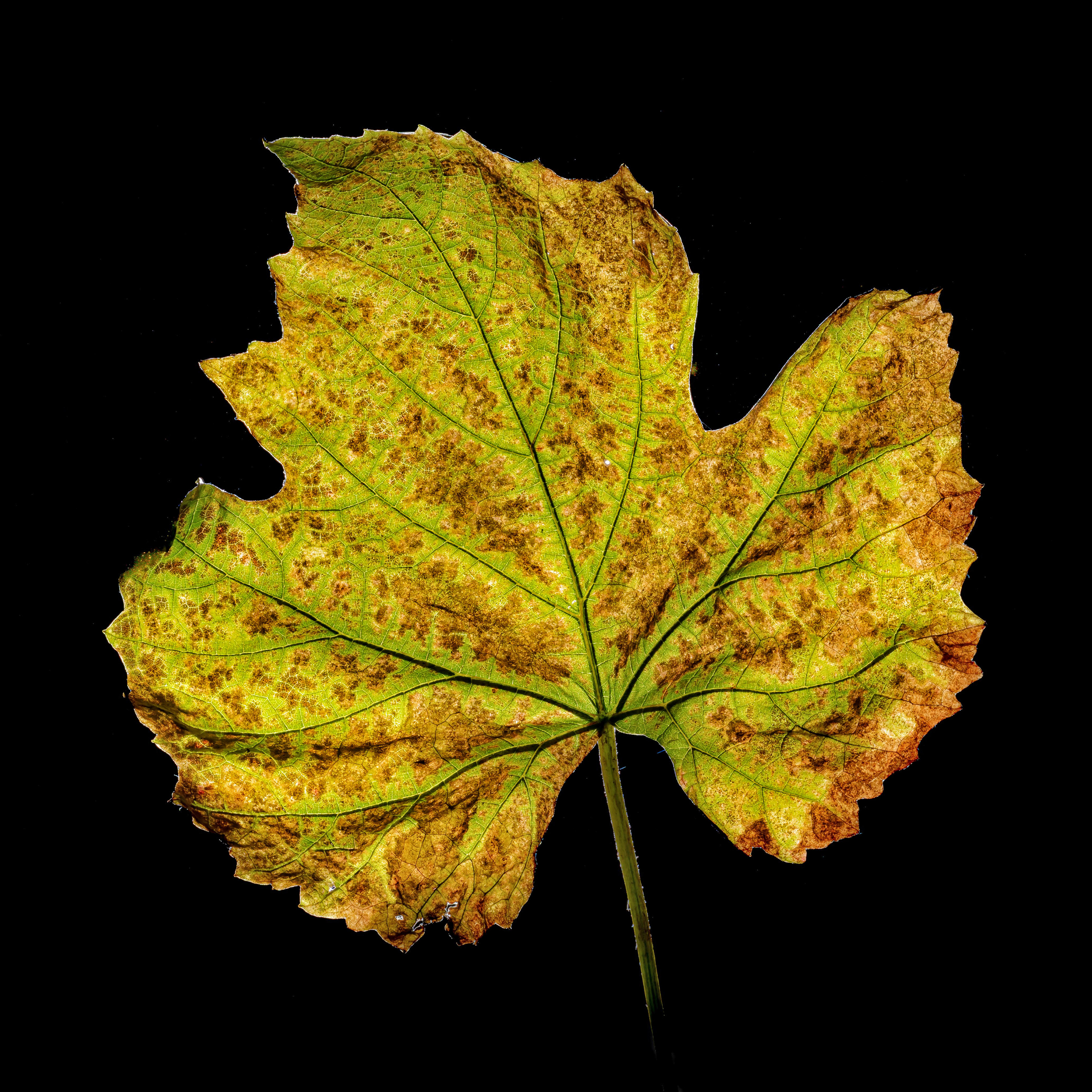 Herbstliches Weinblatt