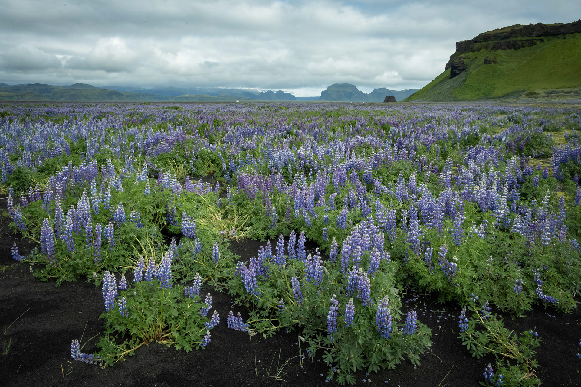 Lupinus nootkatensis