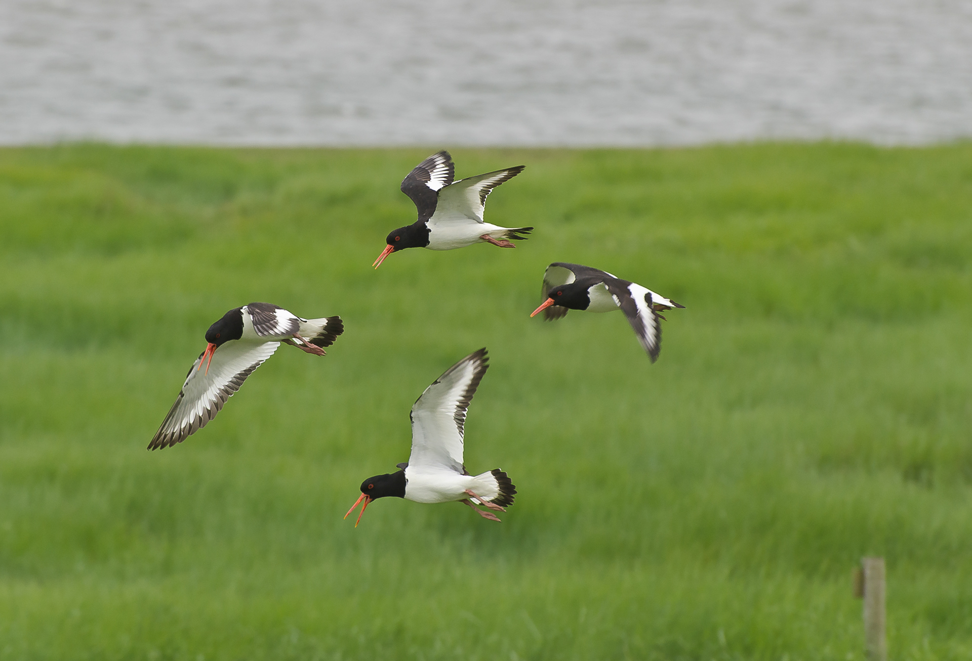Austernfischer, Hamburger Hallig, Nordsee