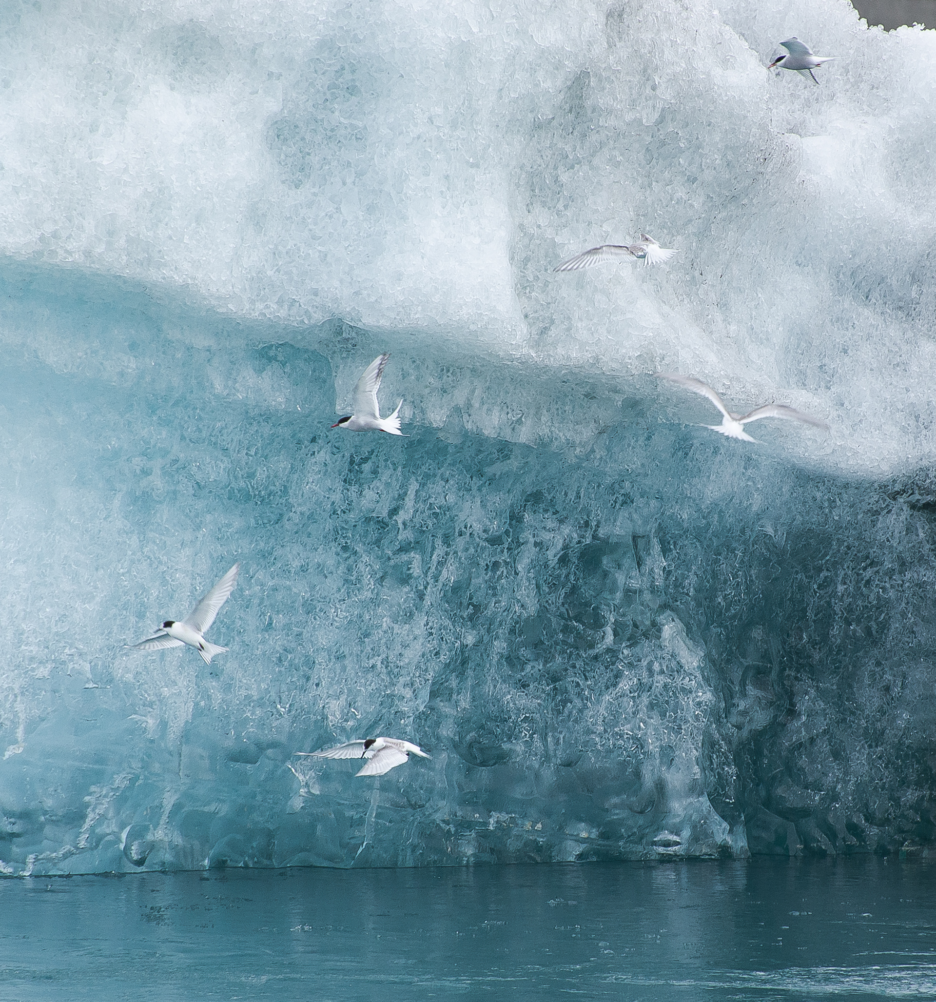 Küstenseeschwalben, Island