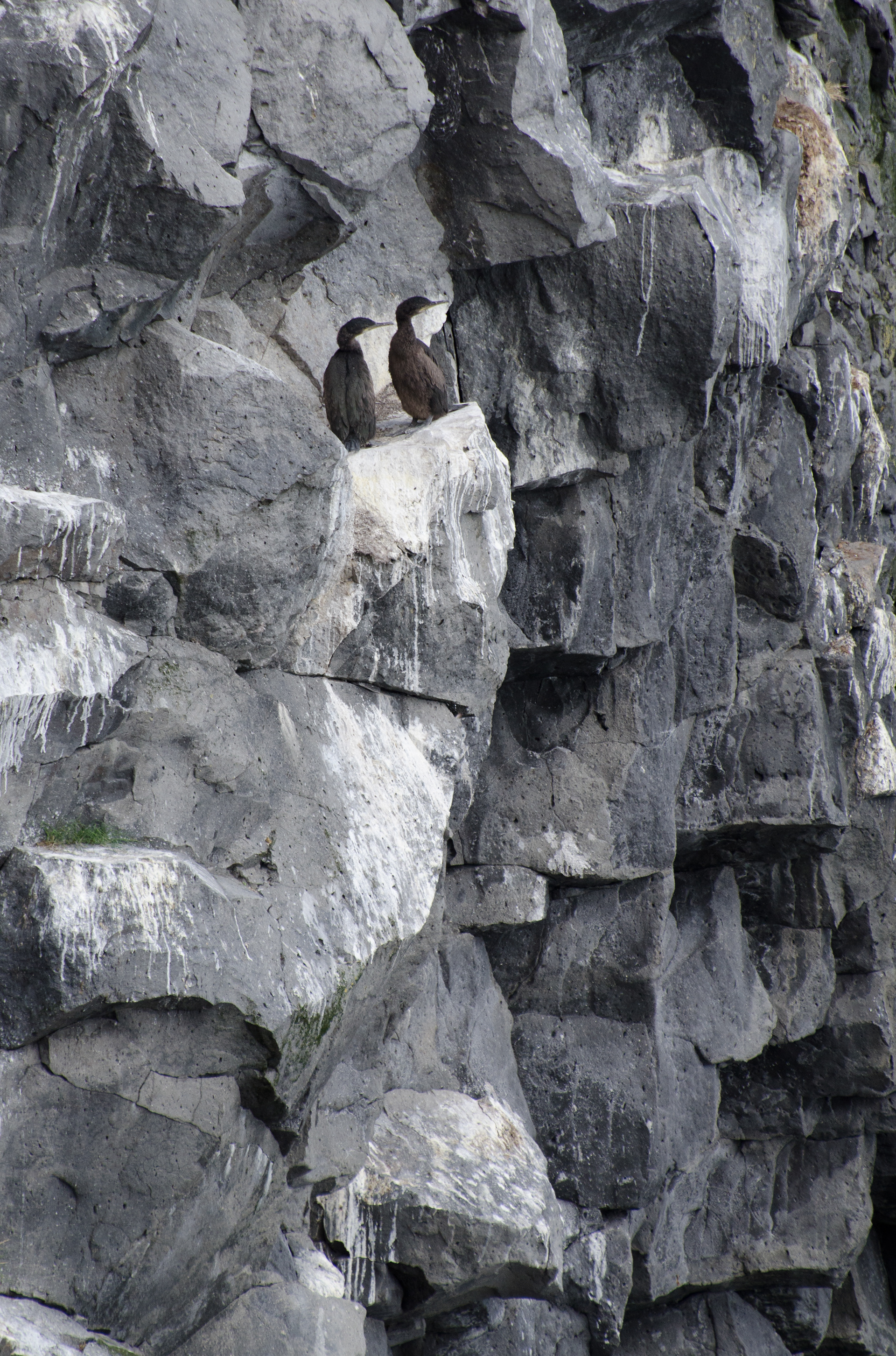 Krähenscharben, Island