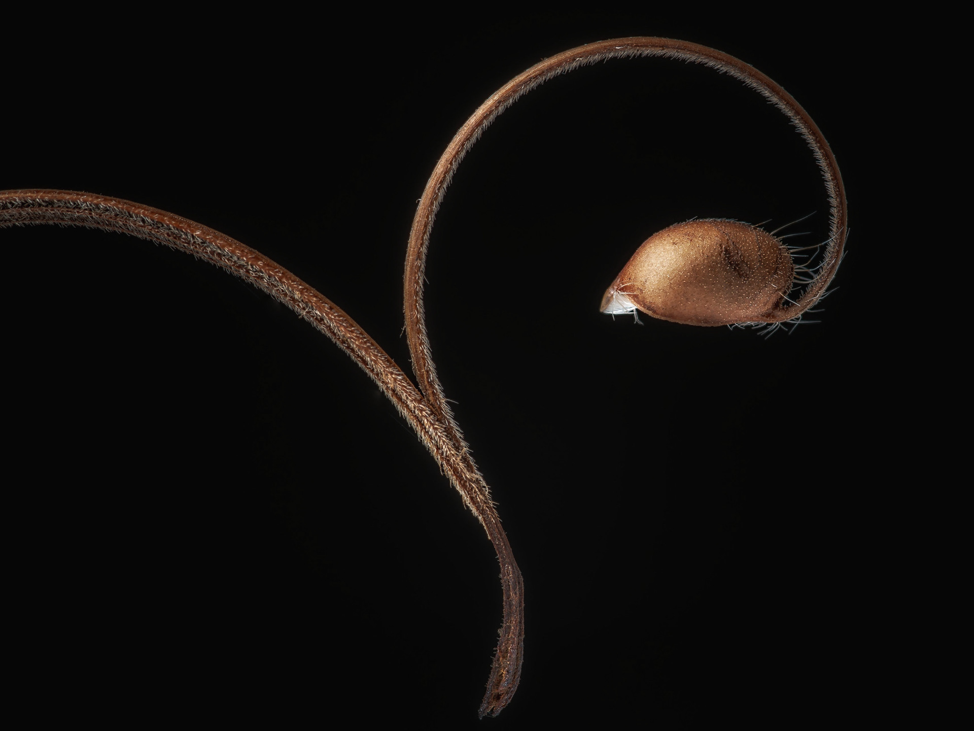 Fruchtstand eines Storchschnabels