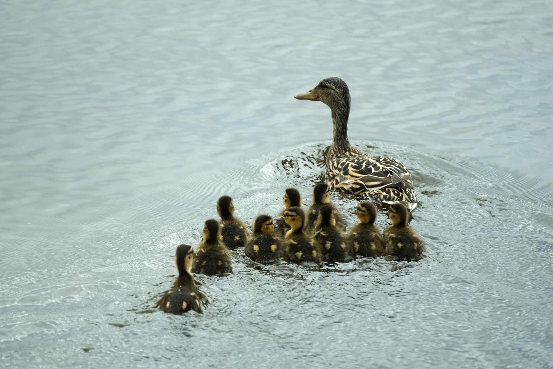 Stockenten (Anas platyrhynchos)