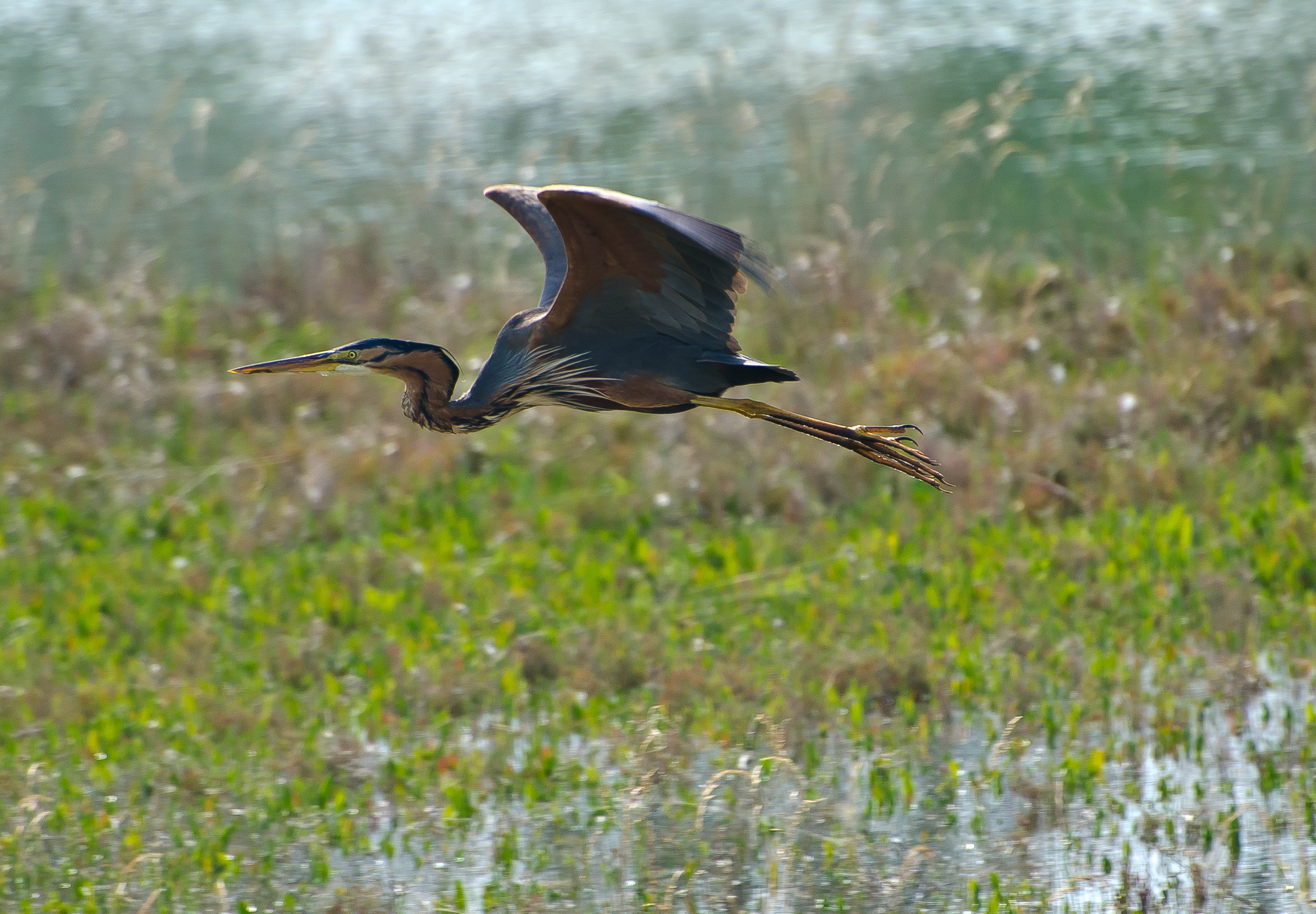 Purpurreiher, Venedig