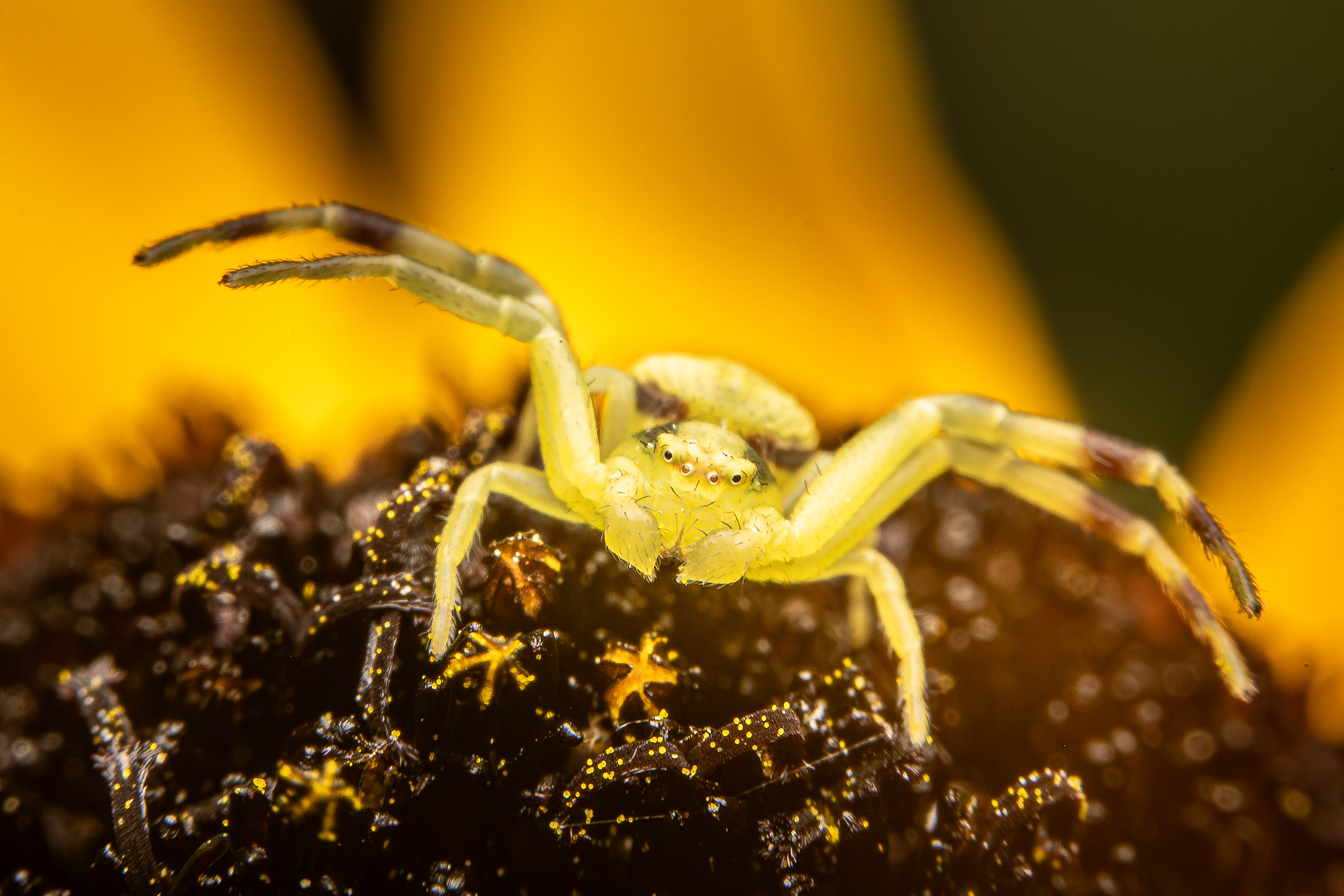 Veränderliche Krabbenspinne